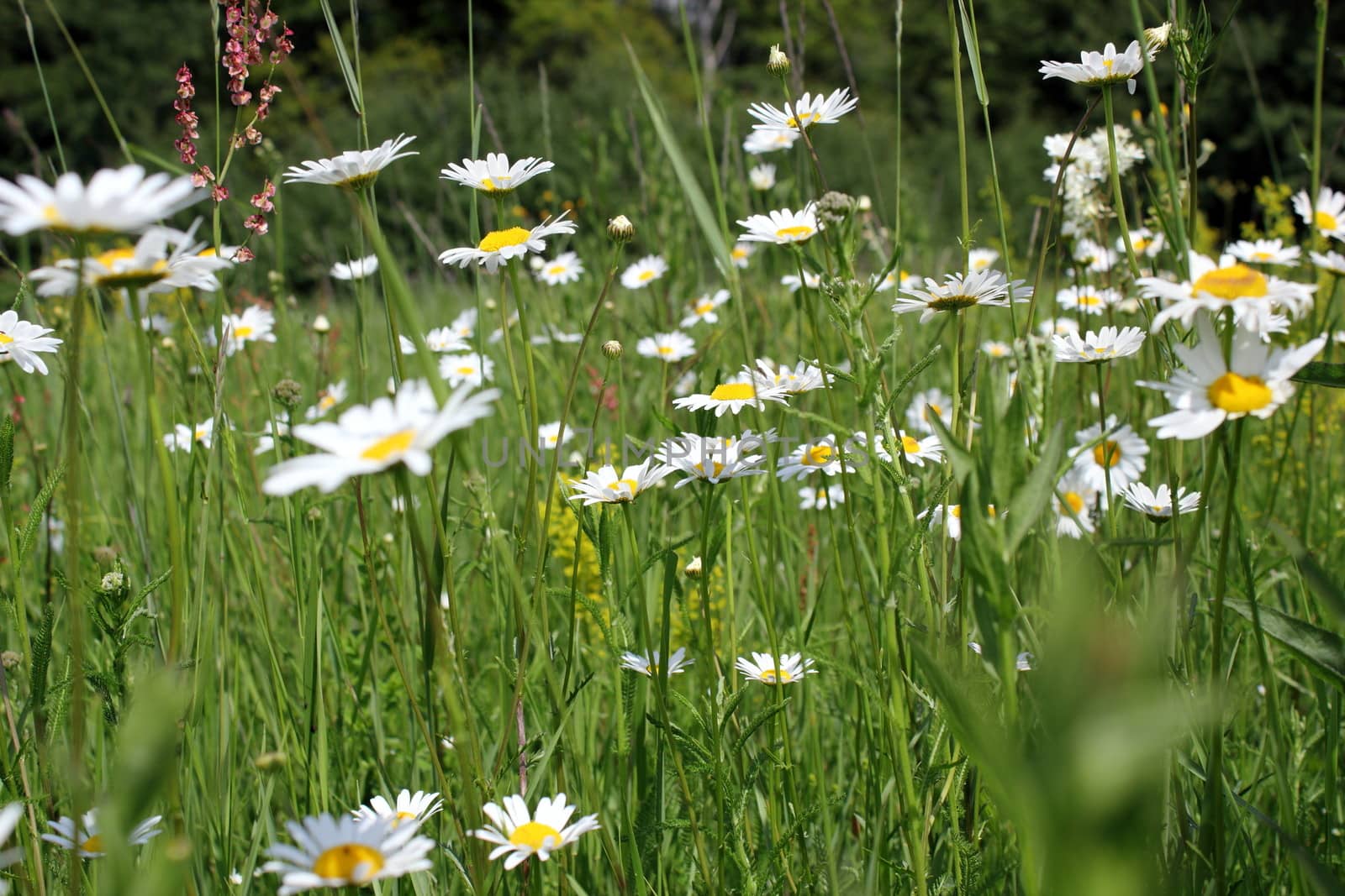 wild daisies growing on transylvanian meadow in summer