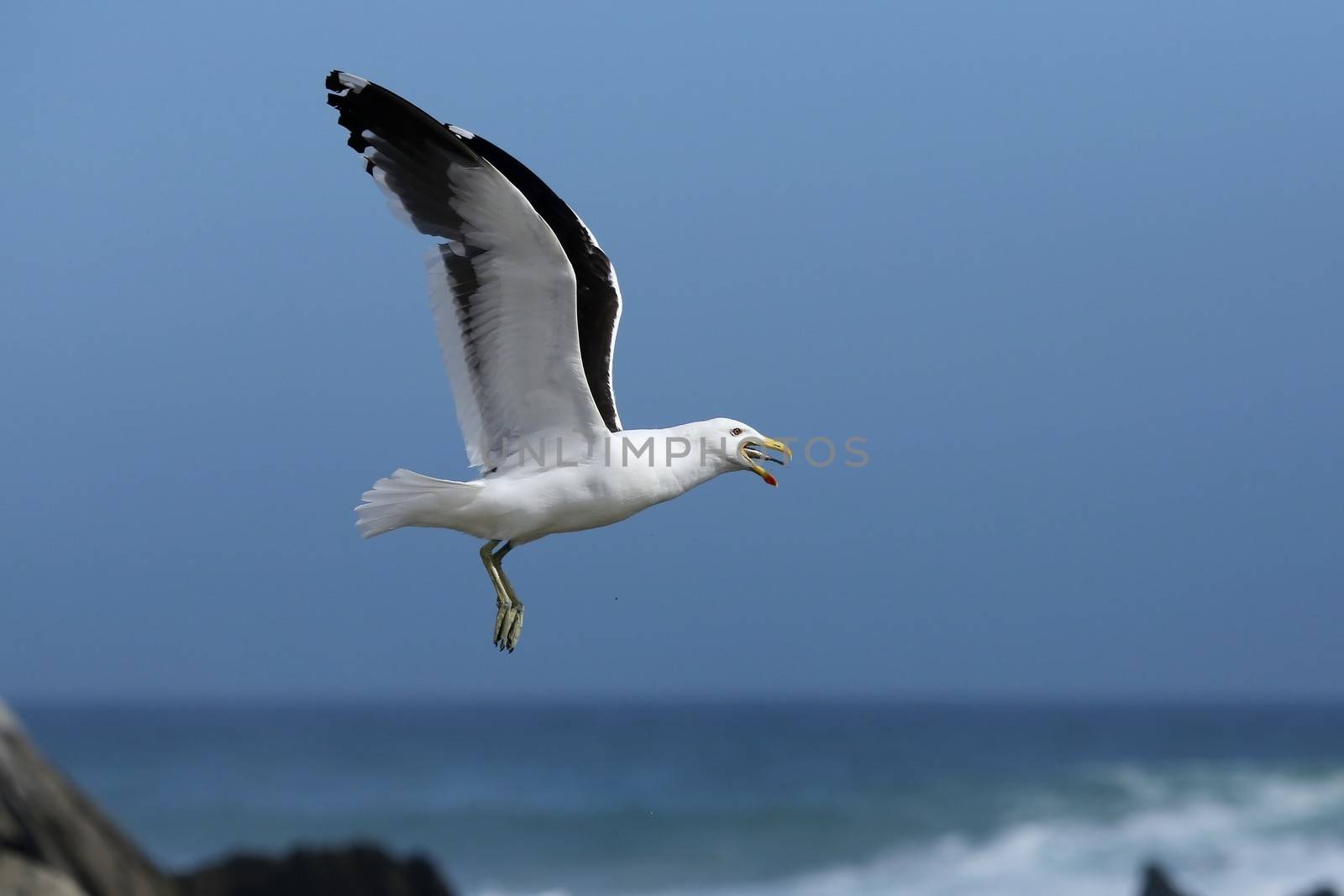 Kelp Seagull flying with afish in it's beak