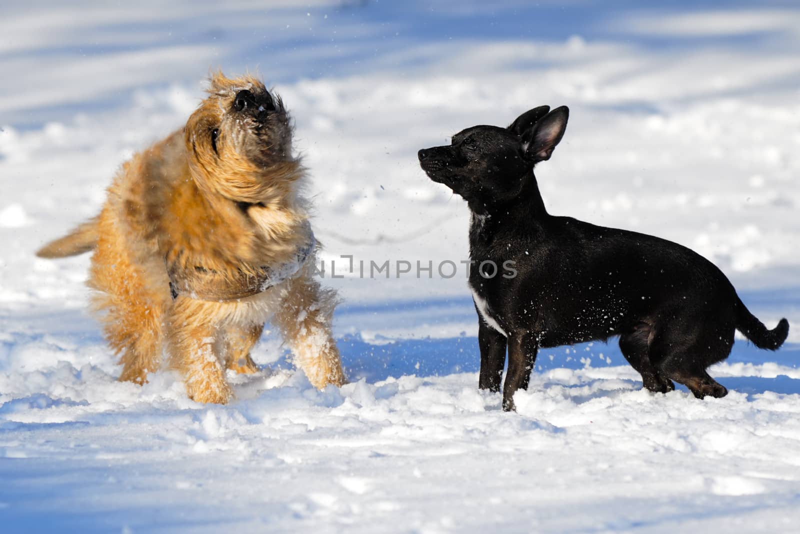 Dogs in the the snow. The breed of the dogs are a Cairn Terrier and the small dog is a mix of a Chihuahua and a Miniature Pinscher. 