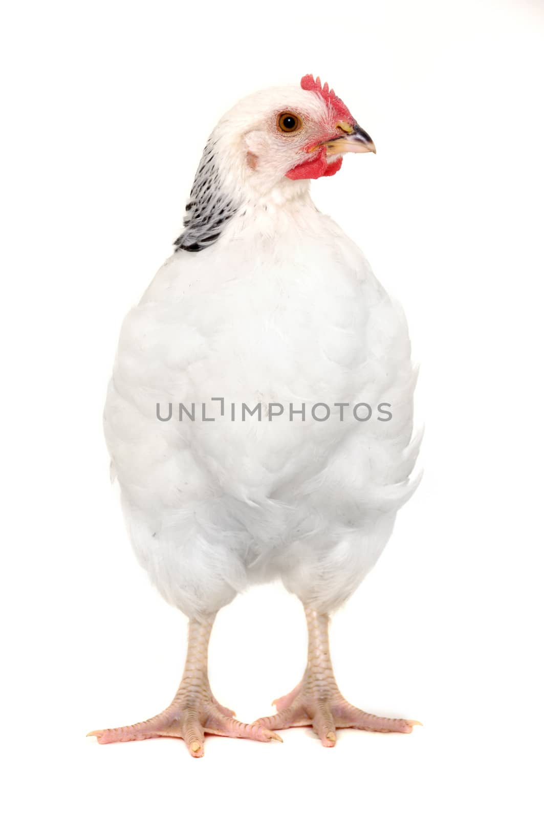 chicken isolated by cfoto