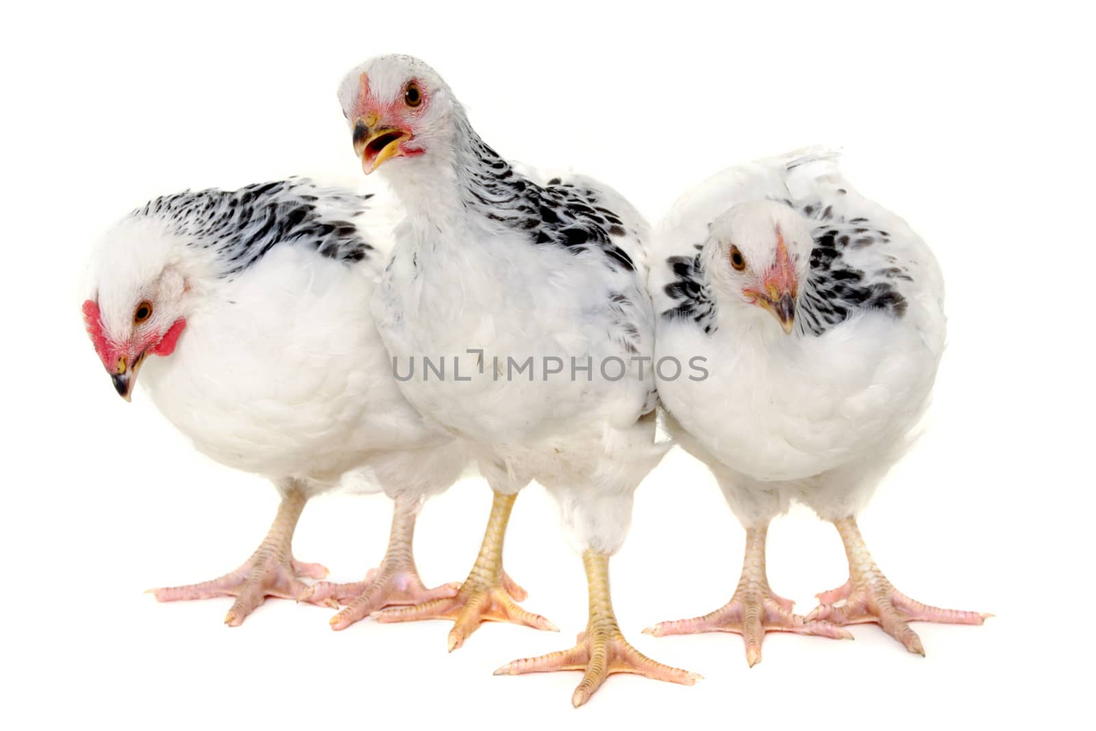 Chickens is standing and looking. Isolated on a white background.