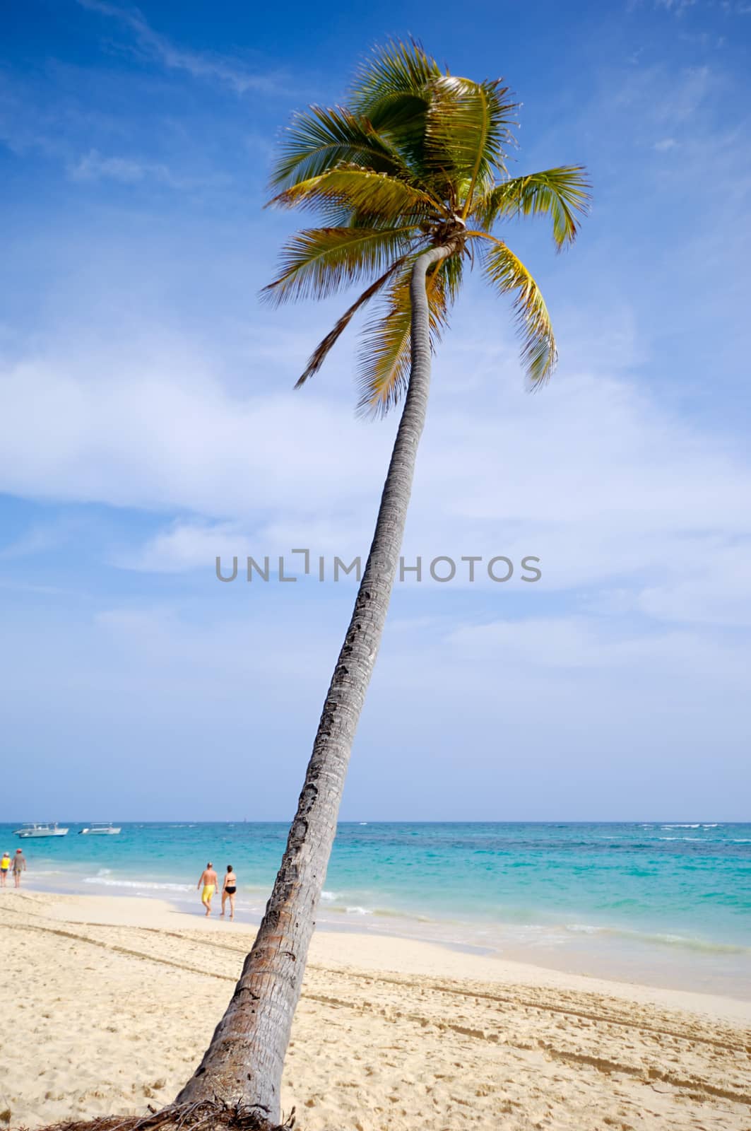 Caribbean beach with palm and white sand by cfoto