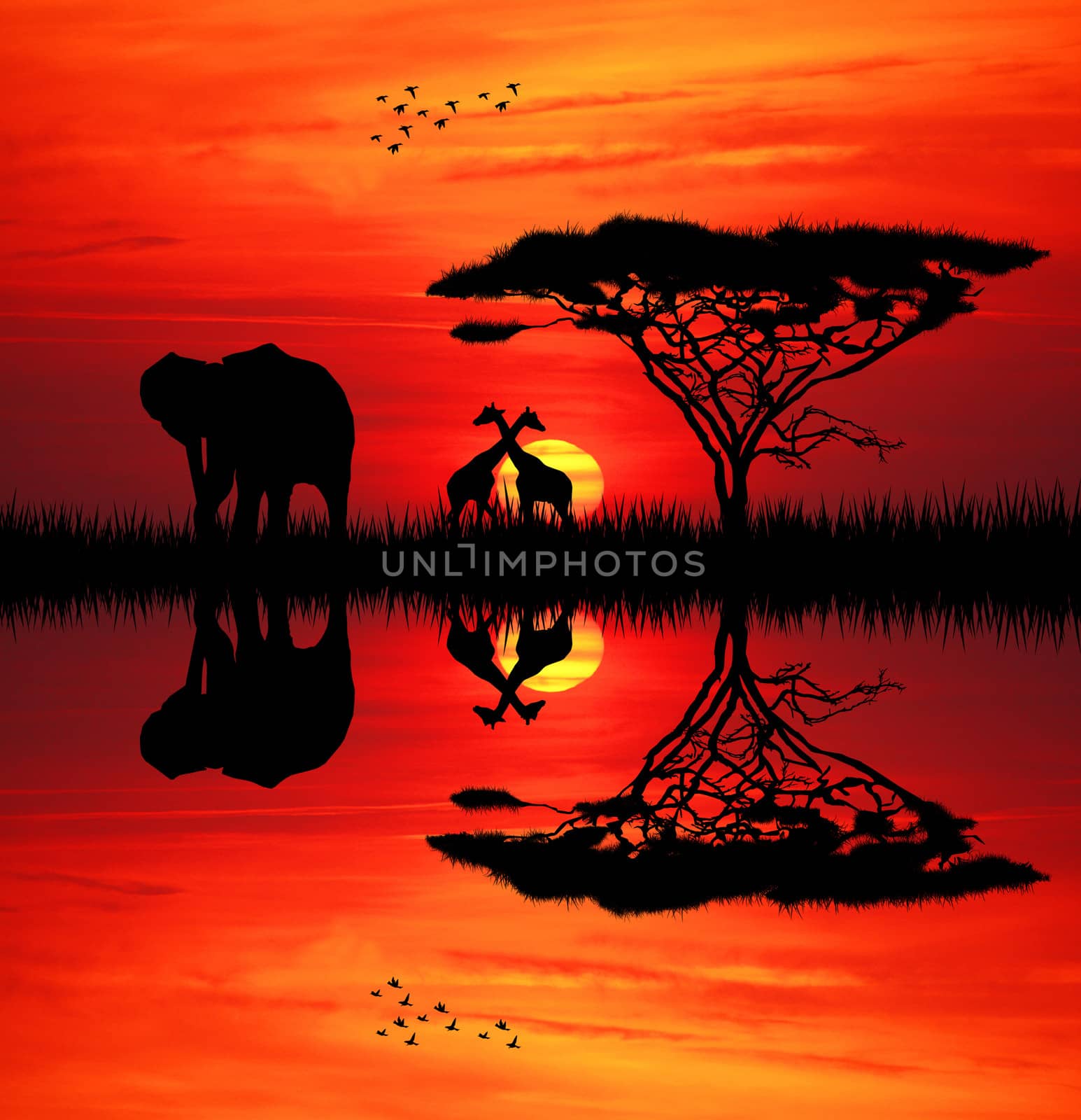 Elephant silhouette at sunset