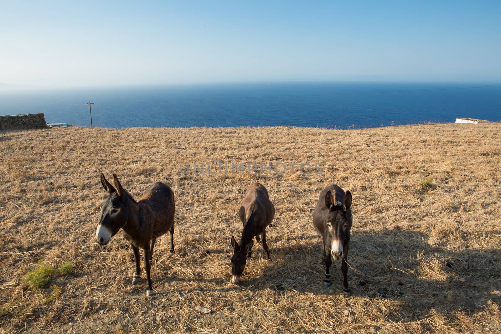 Three mules eating of the dried land  at the shoreline of the peaceful aegean sea in Folegandros, Greece , 2013.