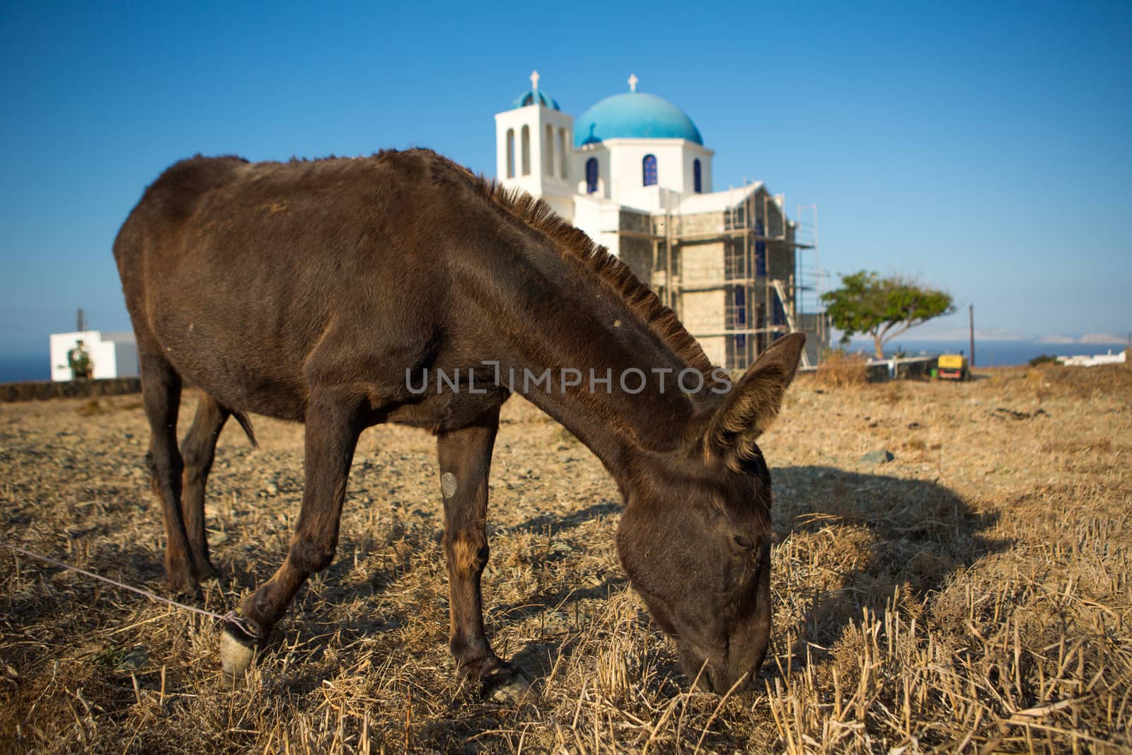 Mule  eating from the dried land at the shoreline, in the background one of the famous orthodox churches with there typical blue domes in Folegandros, Greece, 2013.