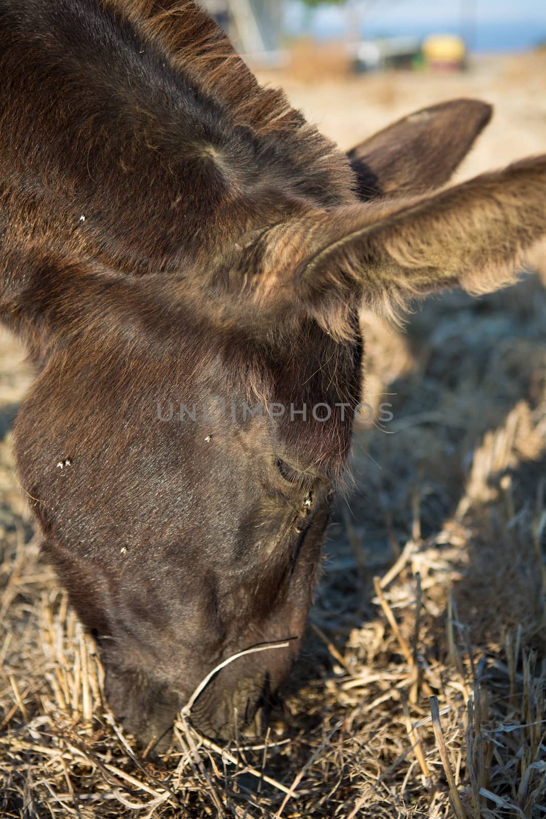 Close up from a mule  eating at the shoreline  by watchtheworld