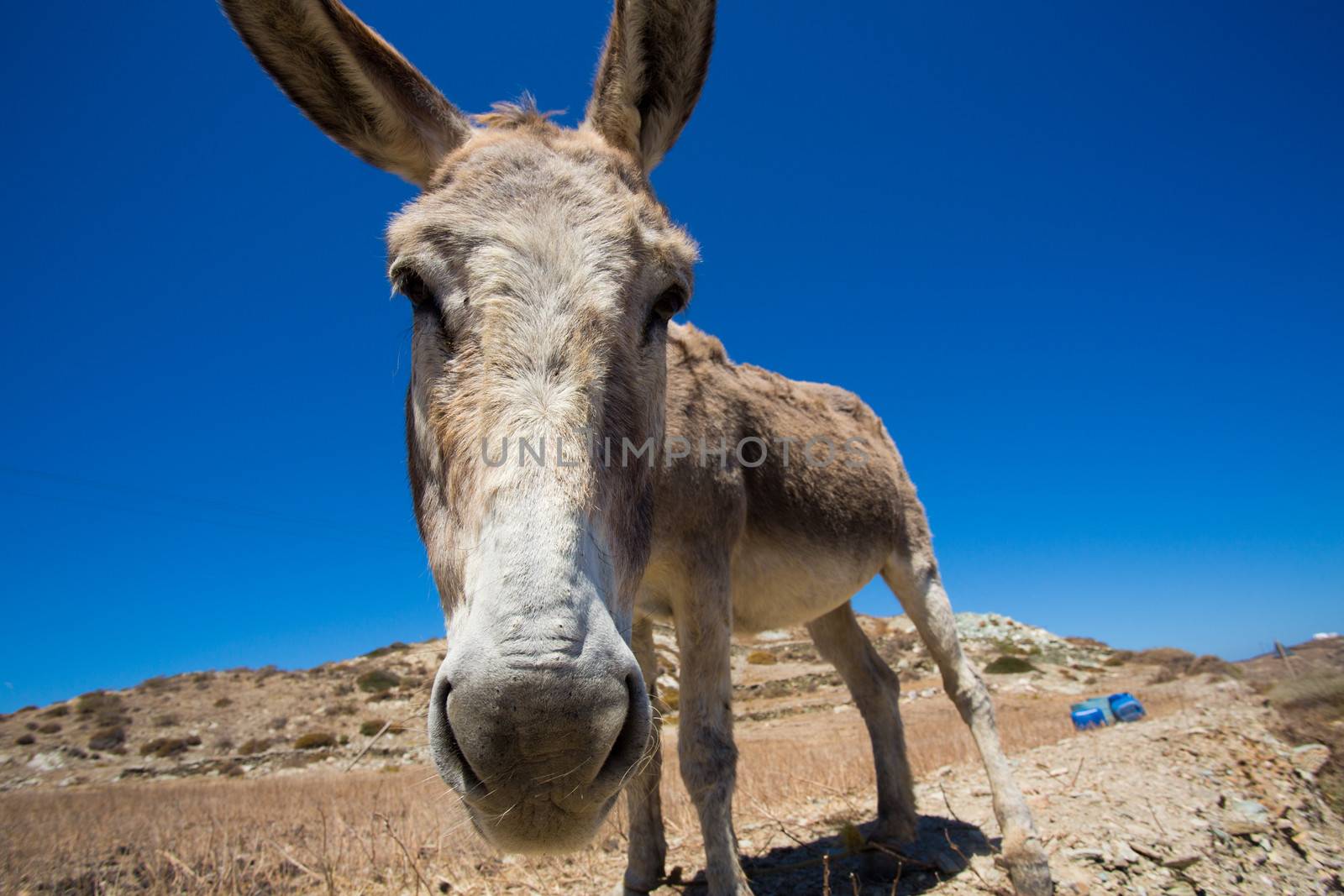 Funny close-up from a head of a mule. in the very dry hills of the shoreline of Folegandros, greece, 2013