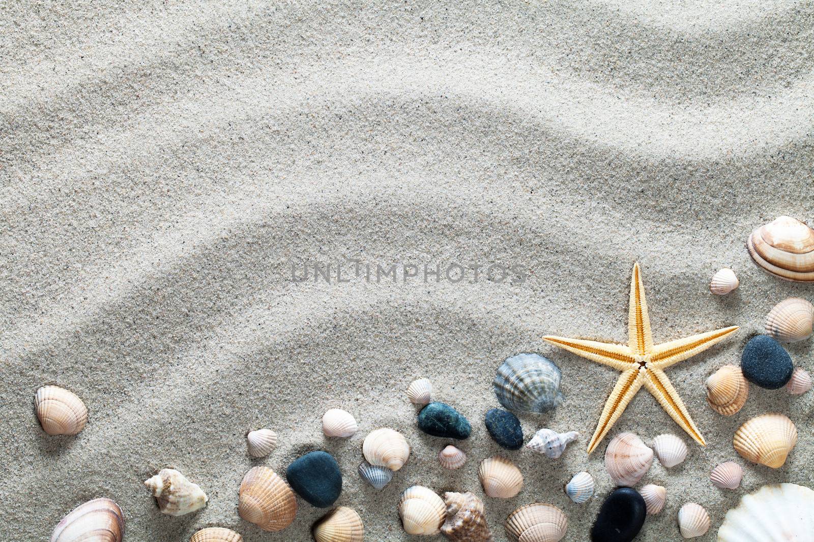 Beach background with shells and starfish. Vacation concept. Top view