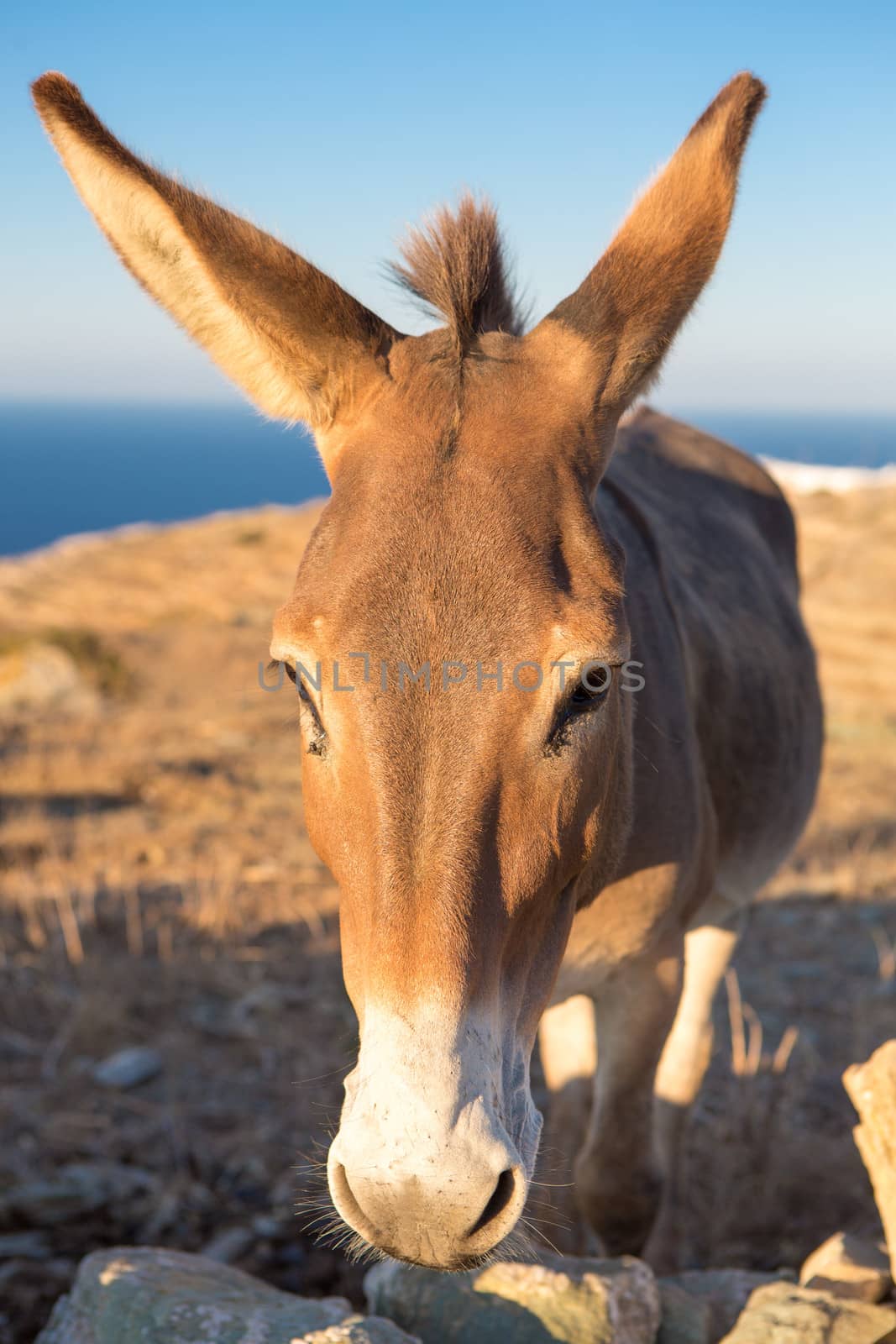 Close up from a mule's head, in the distance a glimpse of the beautiful aegean sea and the shoreline of Folegandros , Greece, 2013.