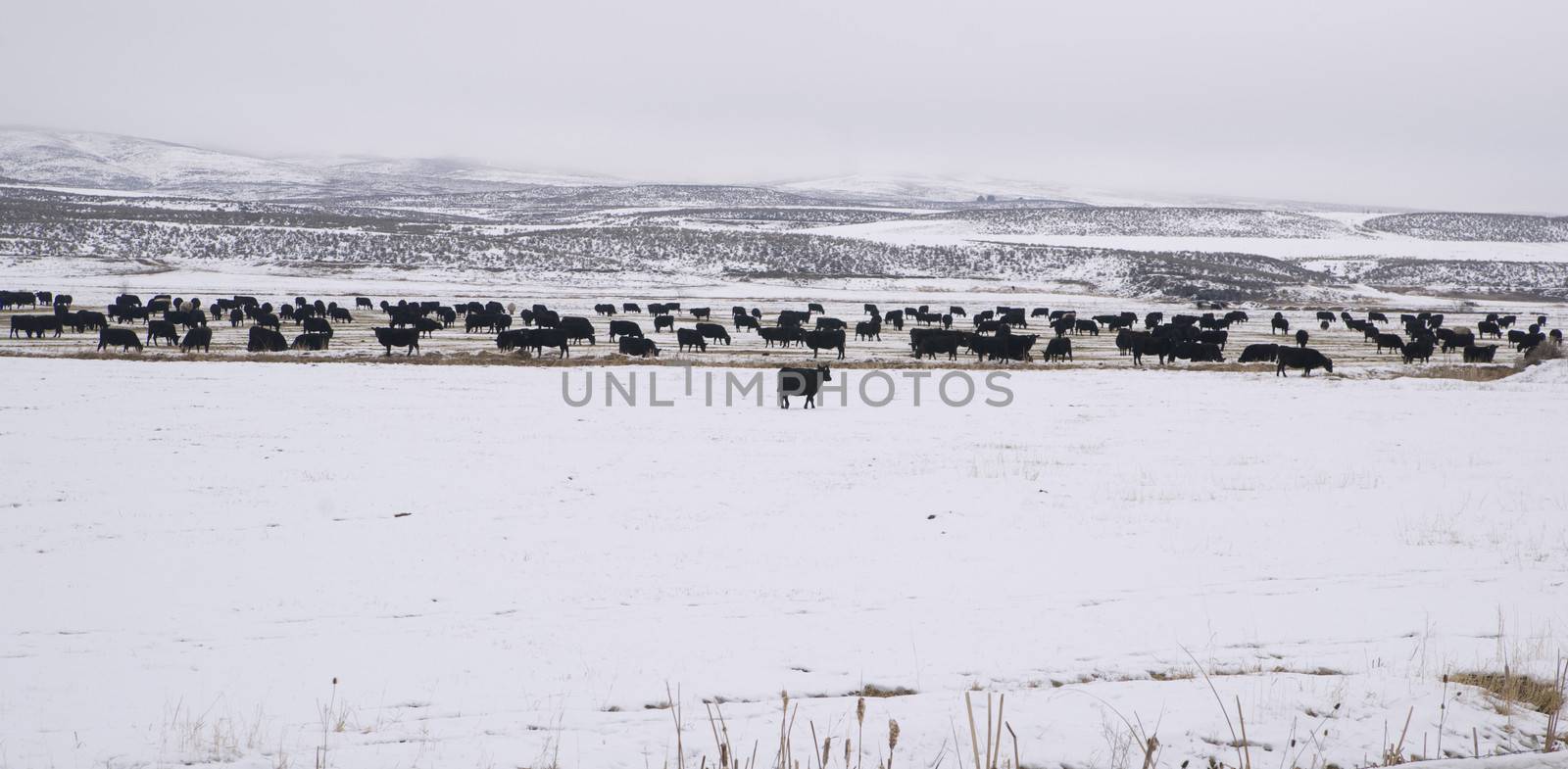 Domestic Farm Animals Cows Winter Landscape Frozen Country Ranch by ChrisBoswell