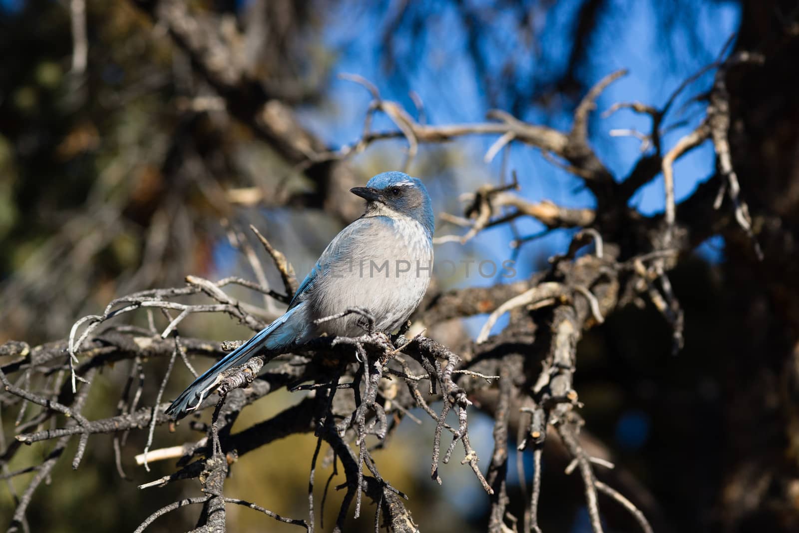 A blue wird hangs out in the picnic area looking for a handout