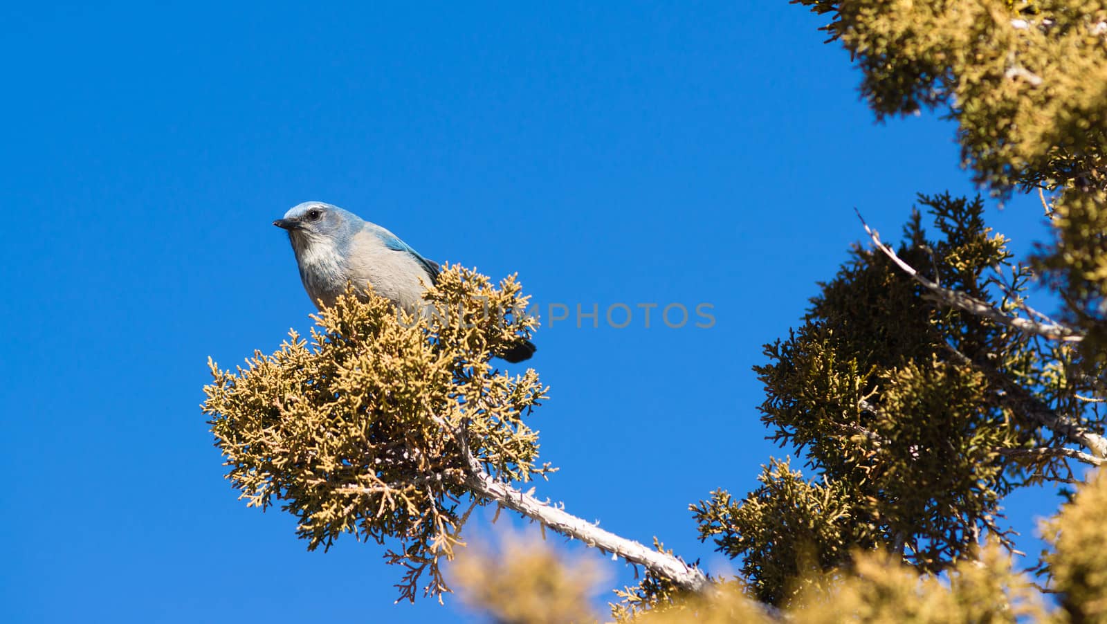 A blue wird hangs out in the picnic area looking for a handout
