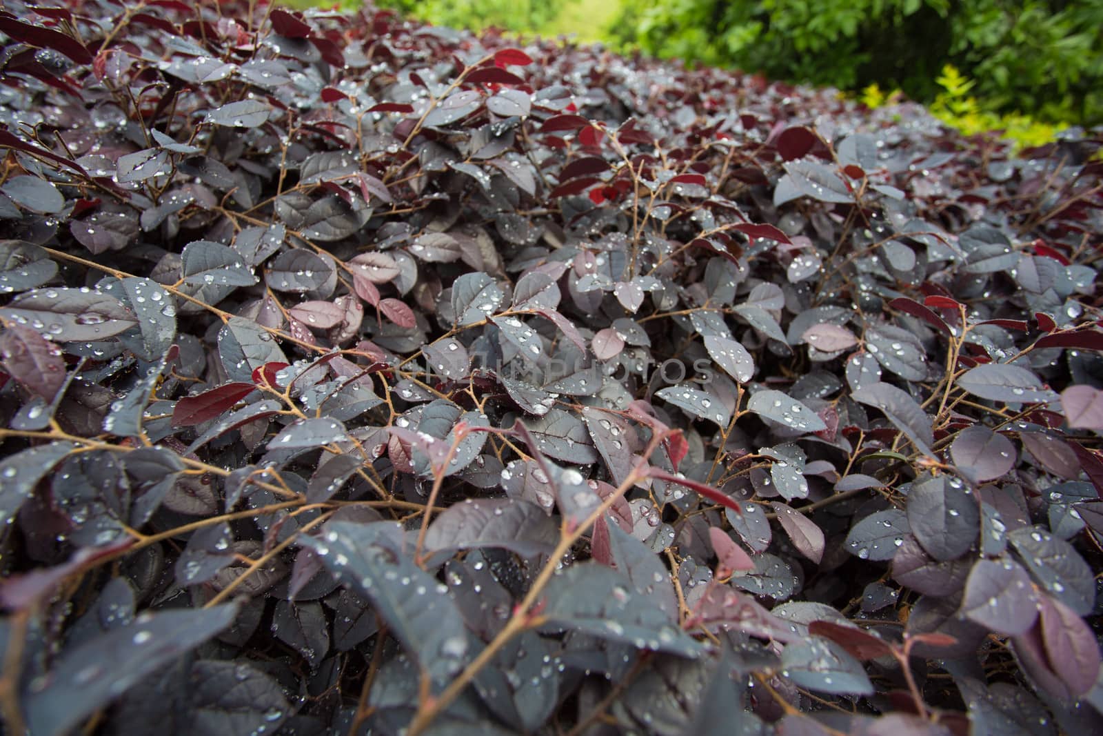 Close-up of leafs and water drops on it background