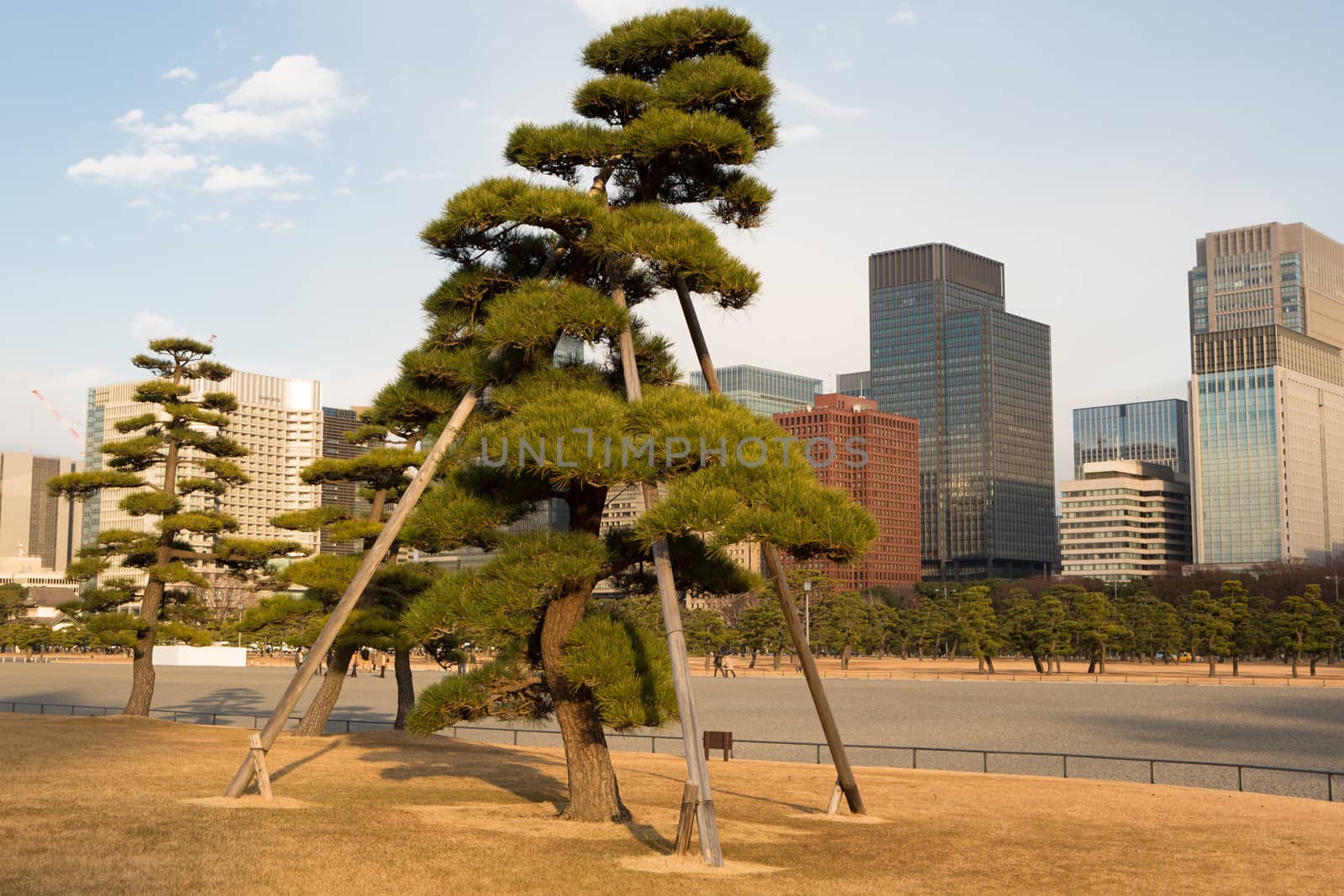 Giant bonsai, Imperial Palace, Tokyo by watchtheworld