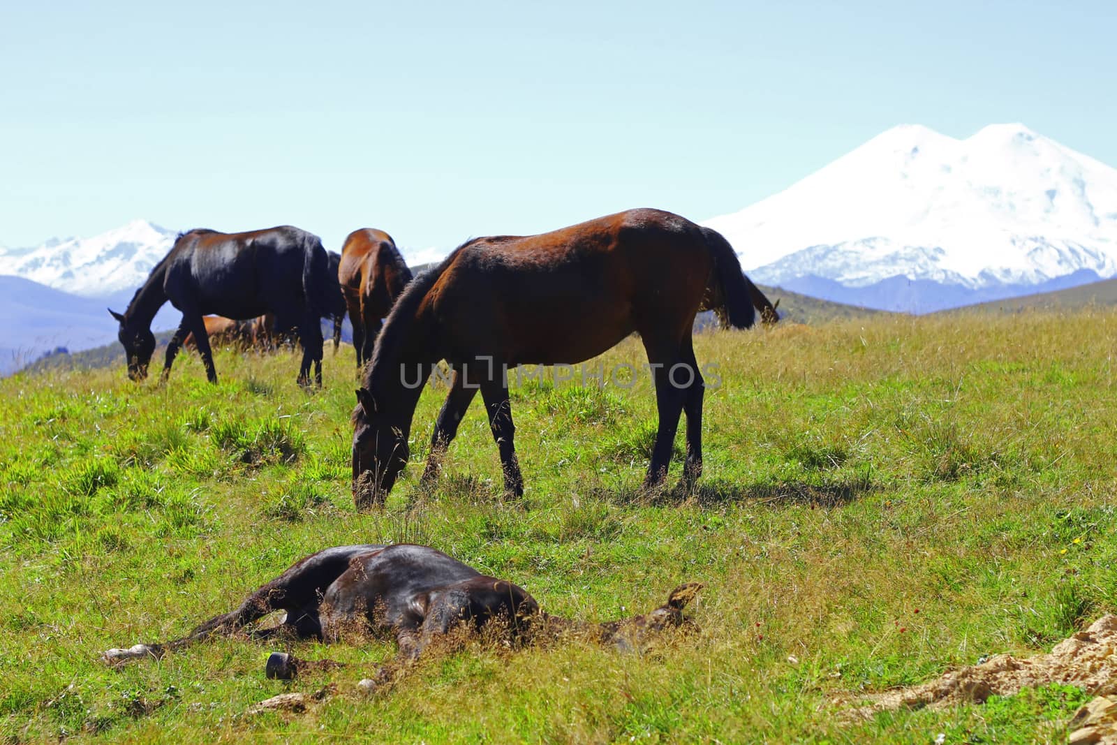 Horses on the summer autumn caucasus meadow