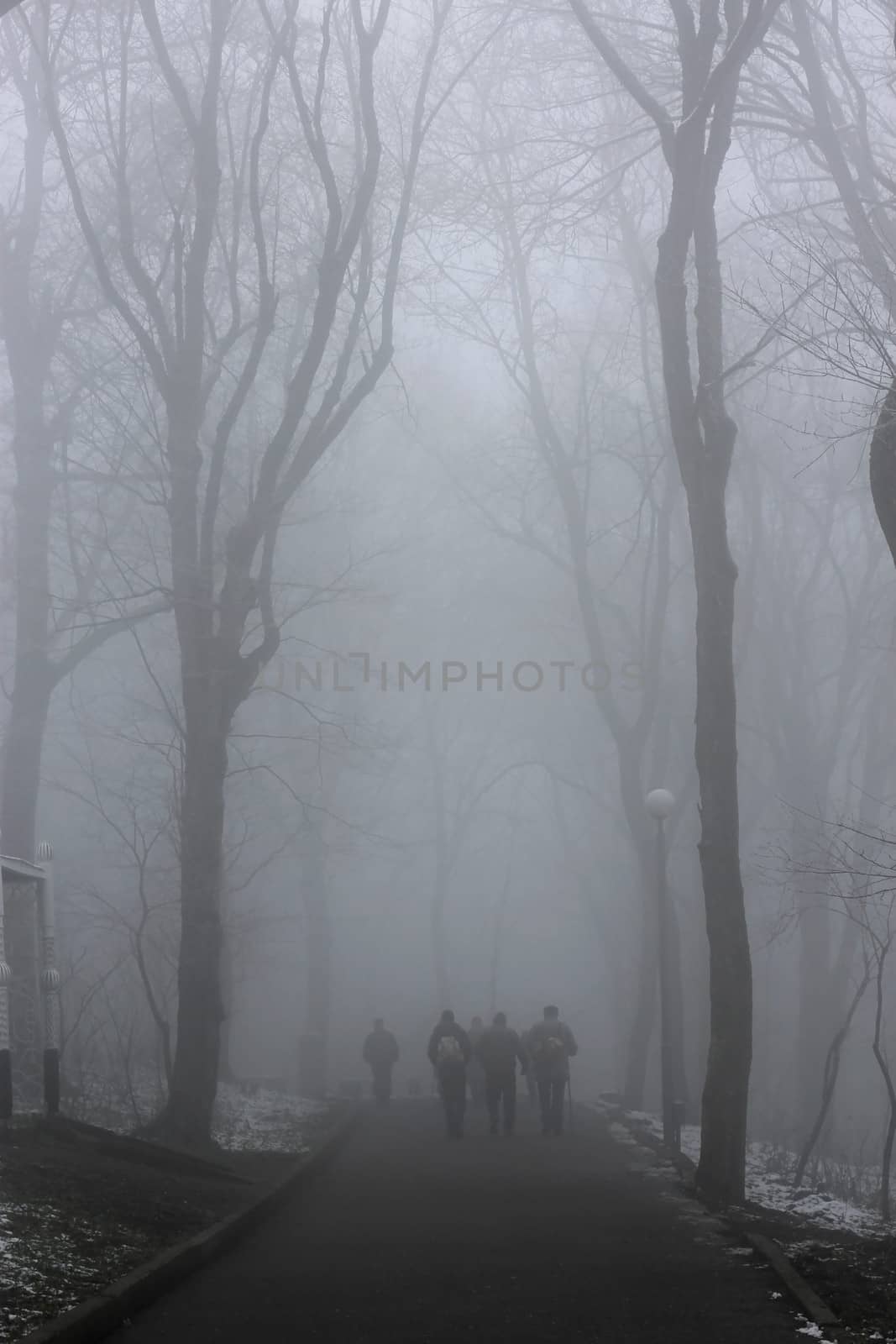 People walking by misty road in the park