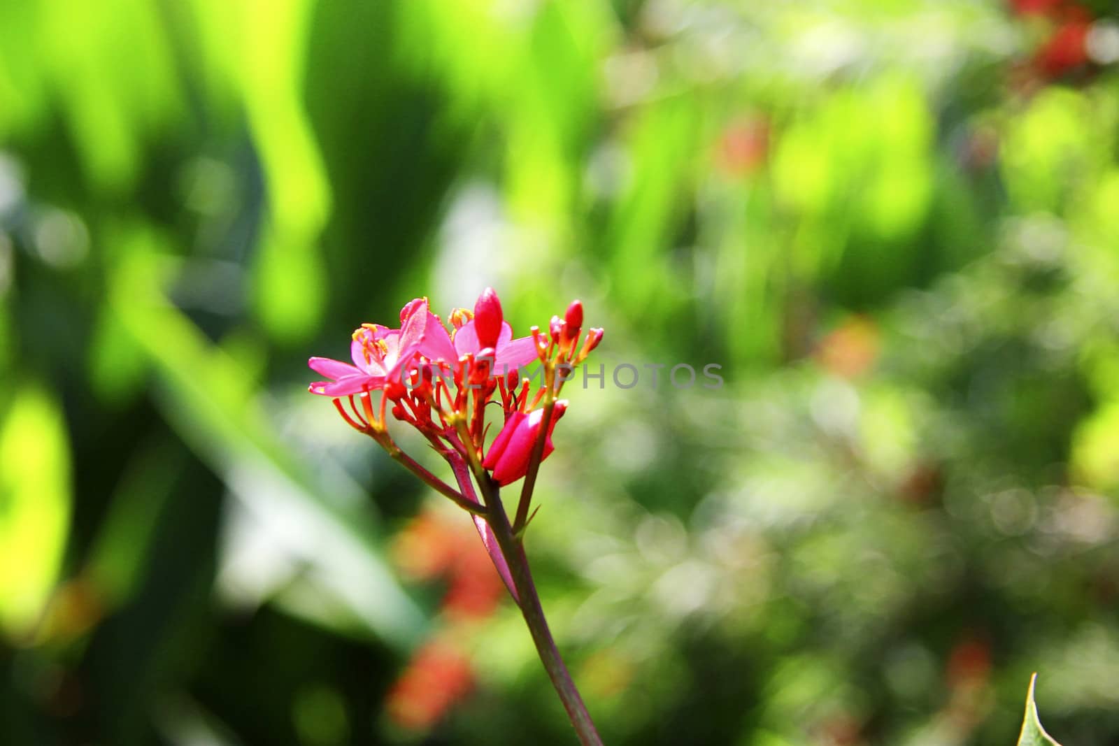 Exotic pink flower blooming on the branch of bush