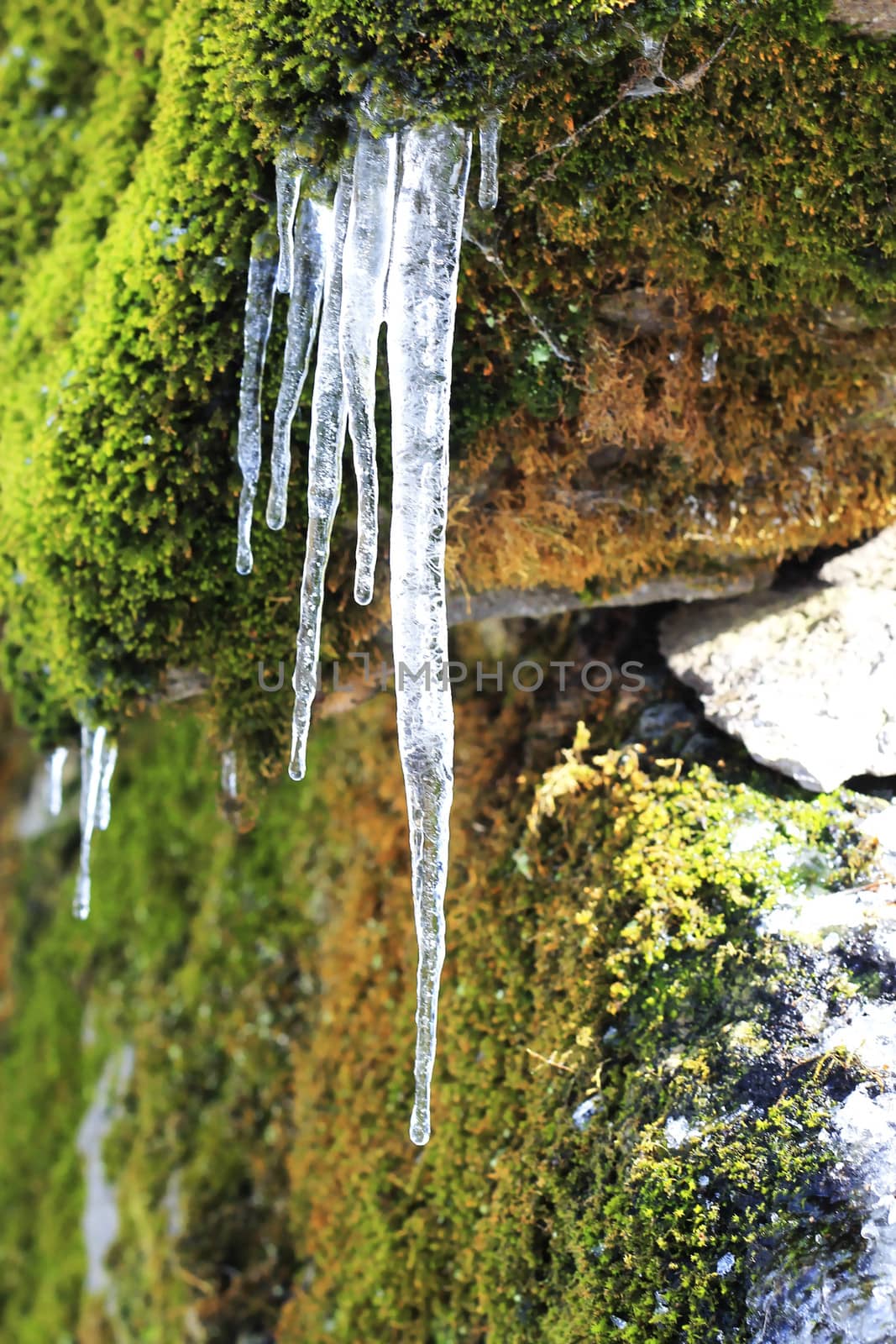 Frozen icicles hanging from the stone in the forest