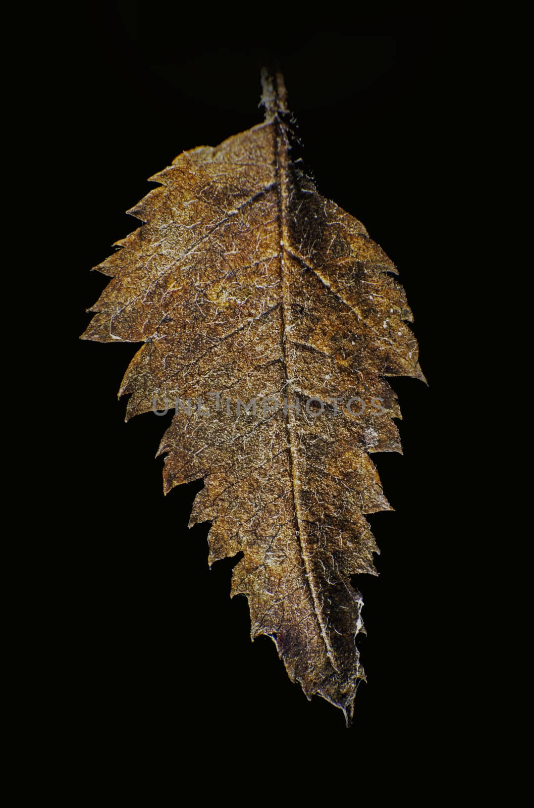 yesteryears leaf