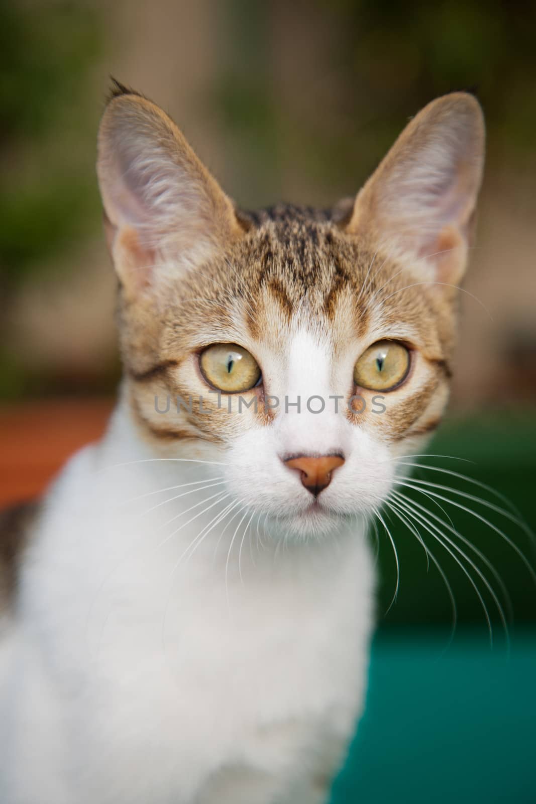 Portrait of a cute cat sitting on a bench watching her surroundings.