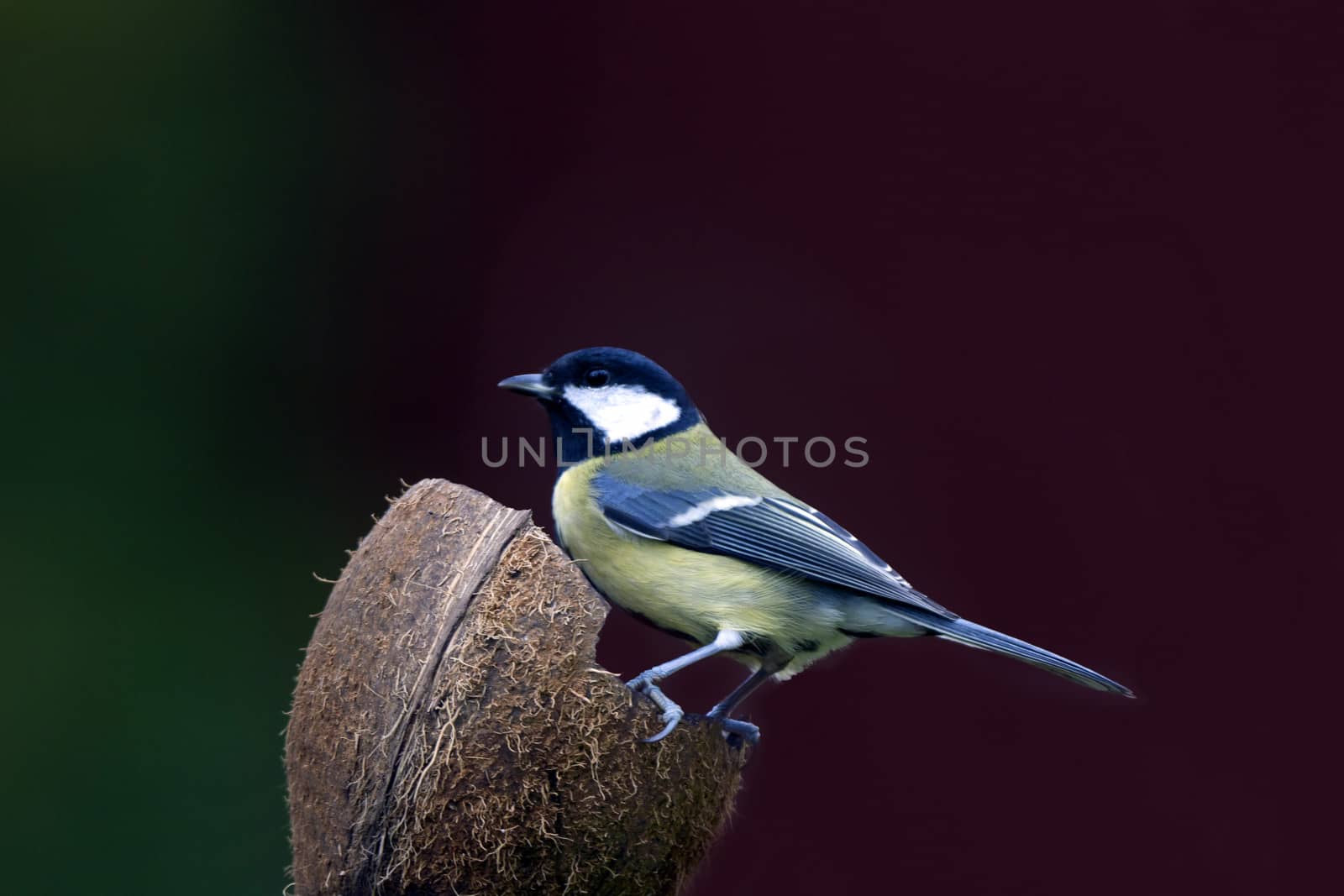 Great Tit by thomas_males