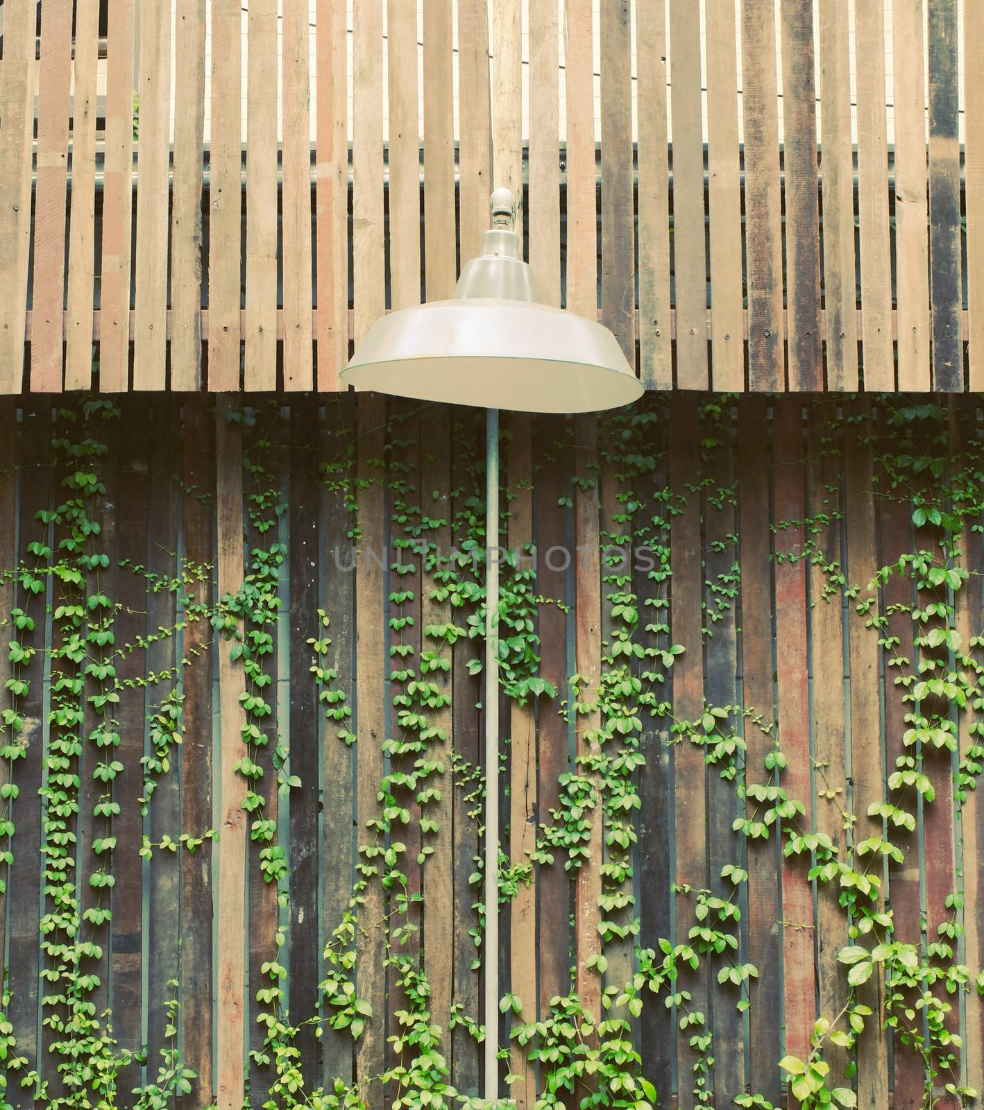 Old lamp hanging outdoor with wooden wall and ivy plant
