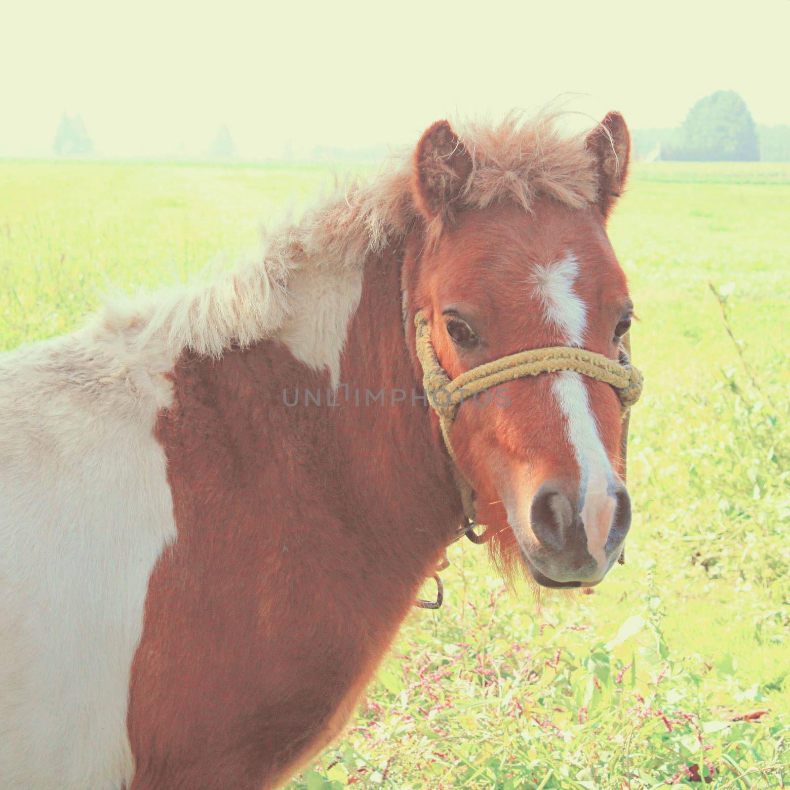 A pony in farmland with retro filter effect by nuchylee