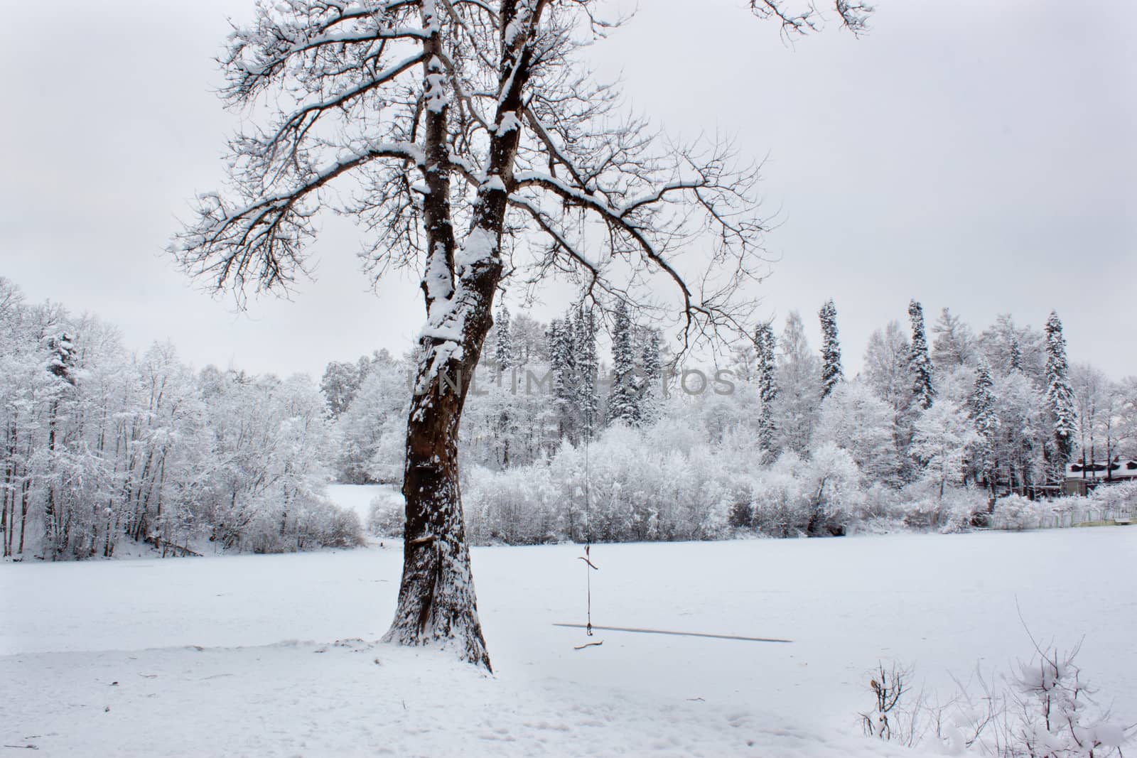 Horizontal view of winter time in forest lake
