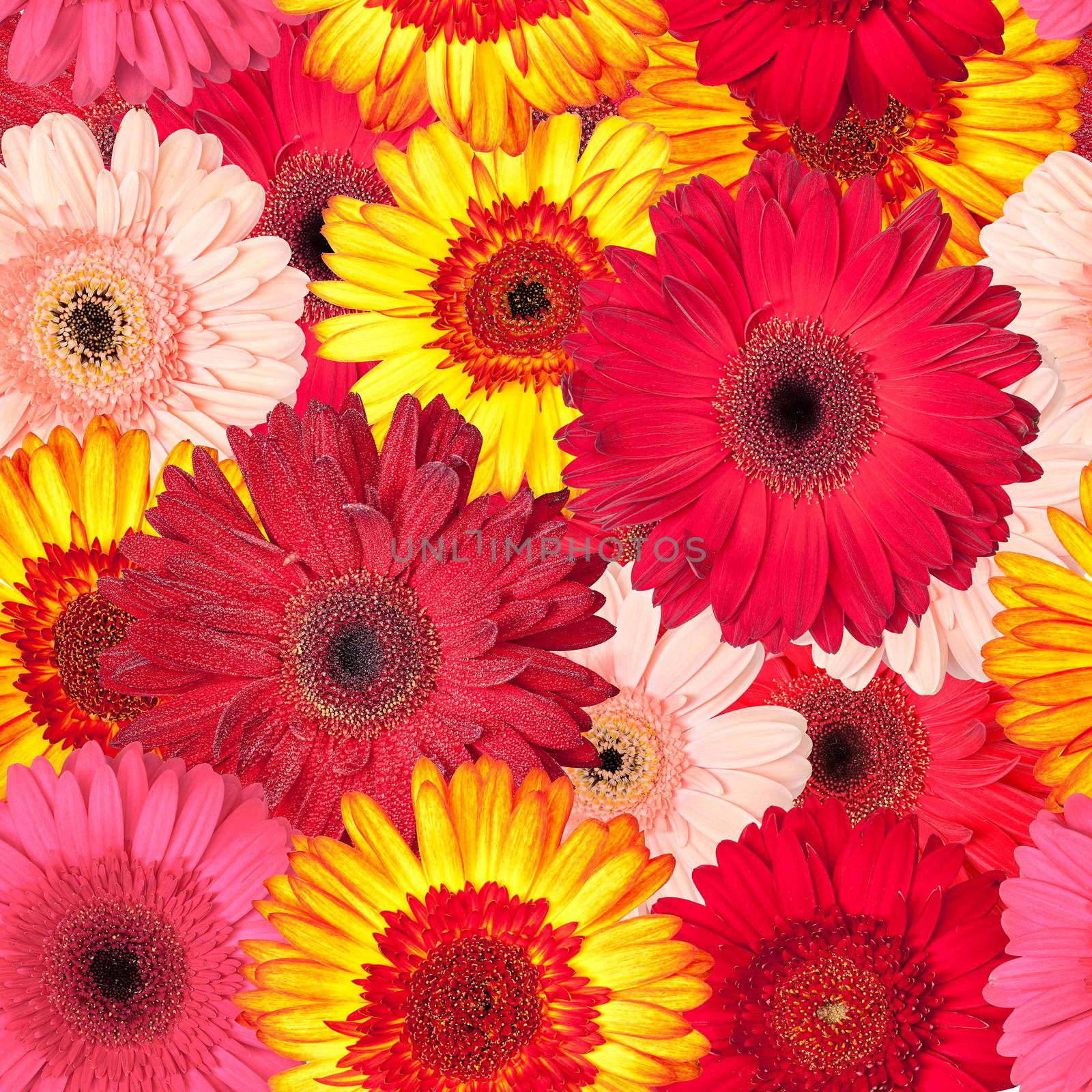 Seamless Pattern from Vibrant Gerbera Flowers by Discovod