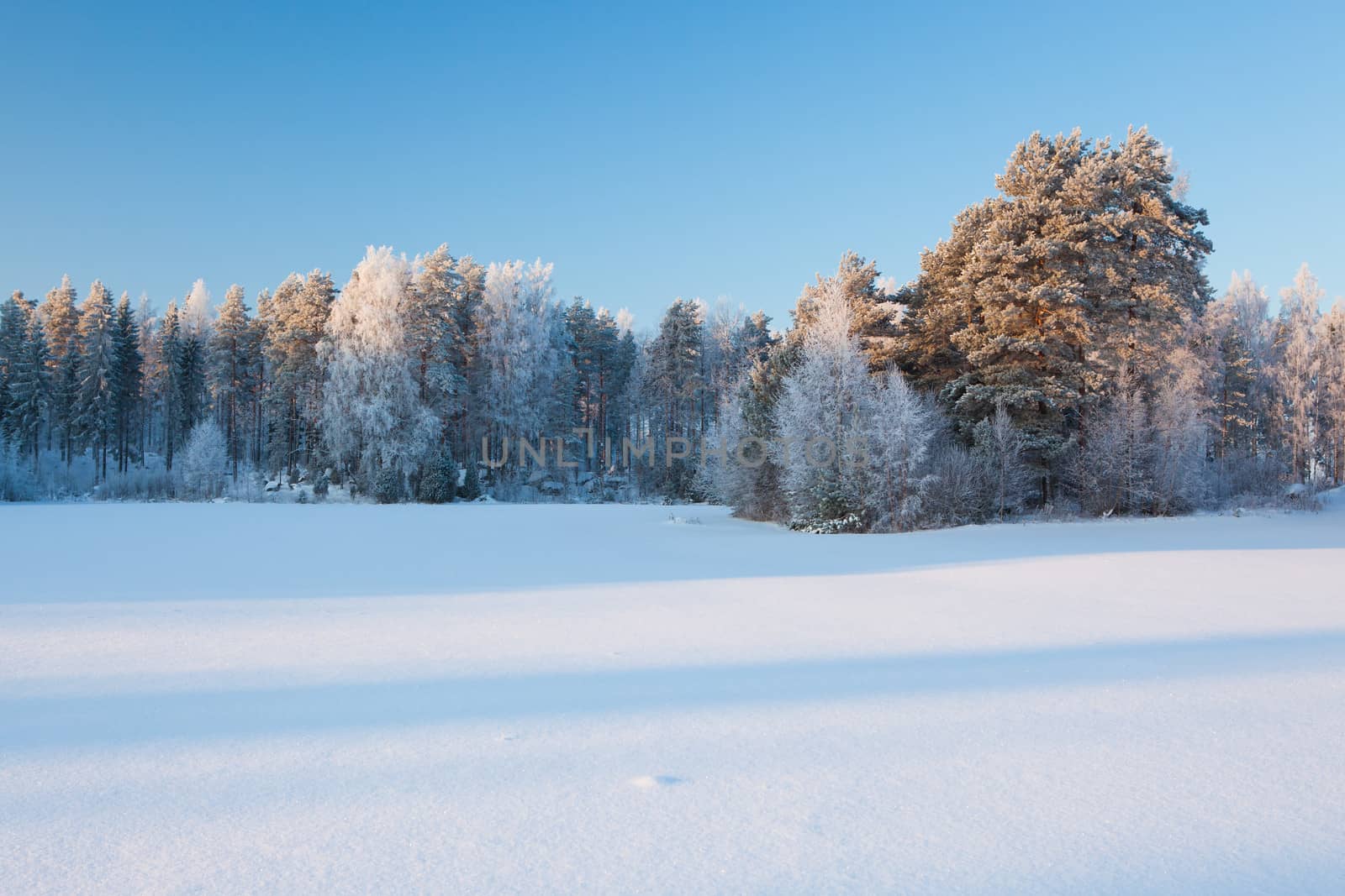 Snow winter landscape of field and forest