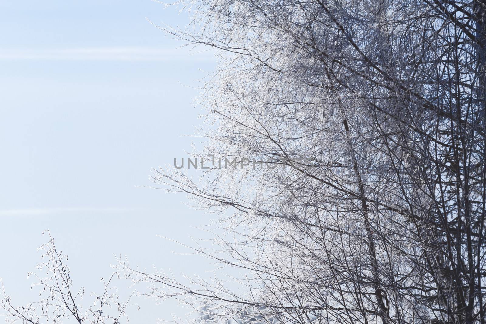 Frost branches