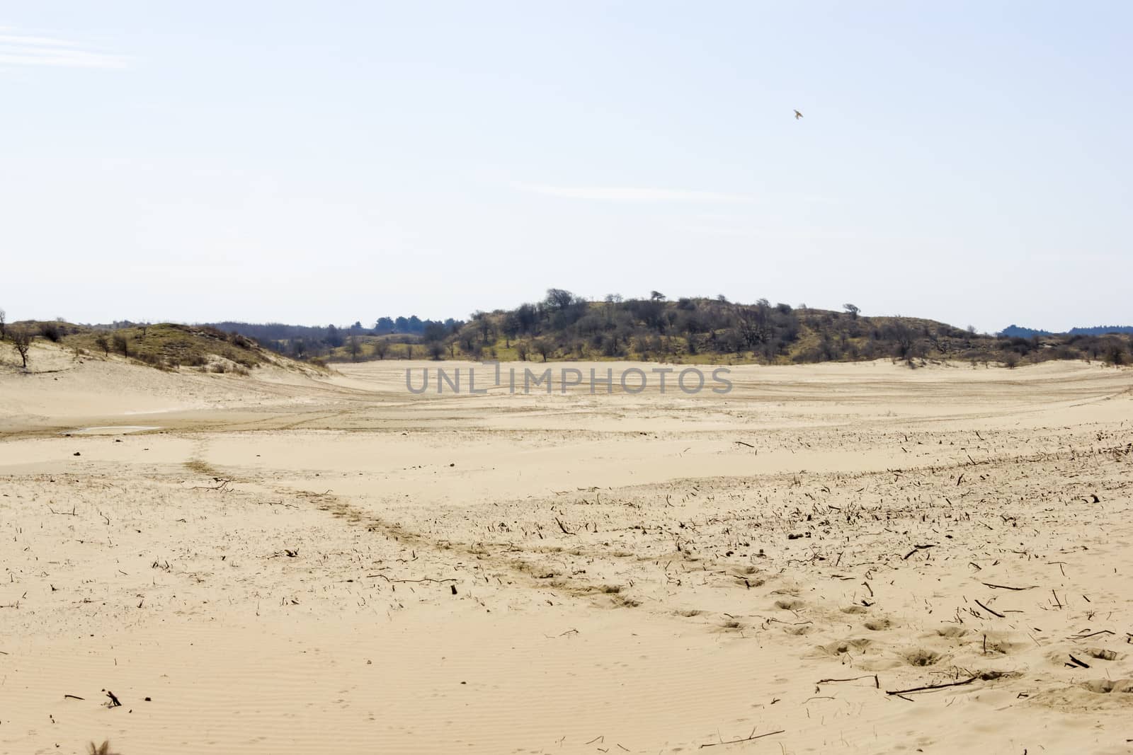 Sand landscape, National Park Zuid Kennemerland, The Netherlands by Tetyana