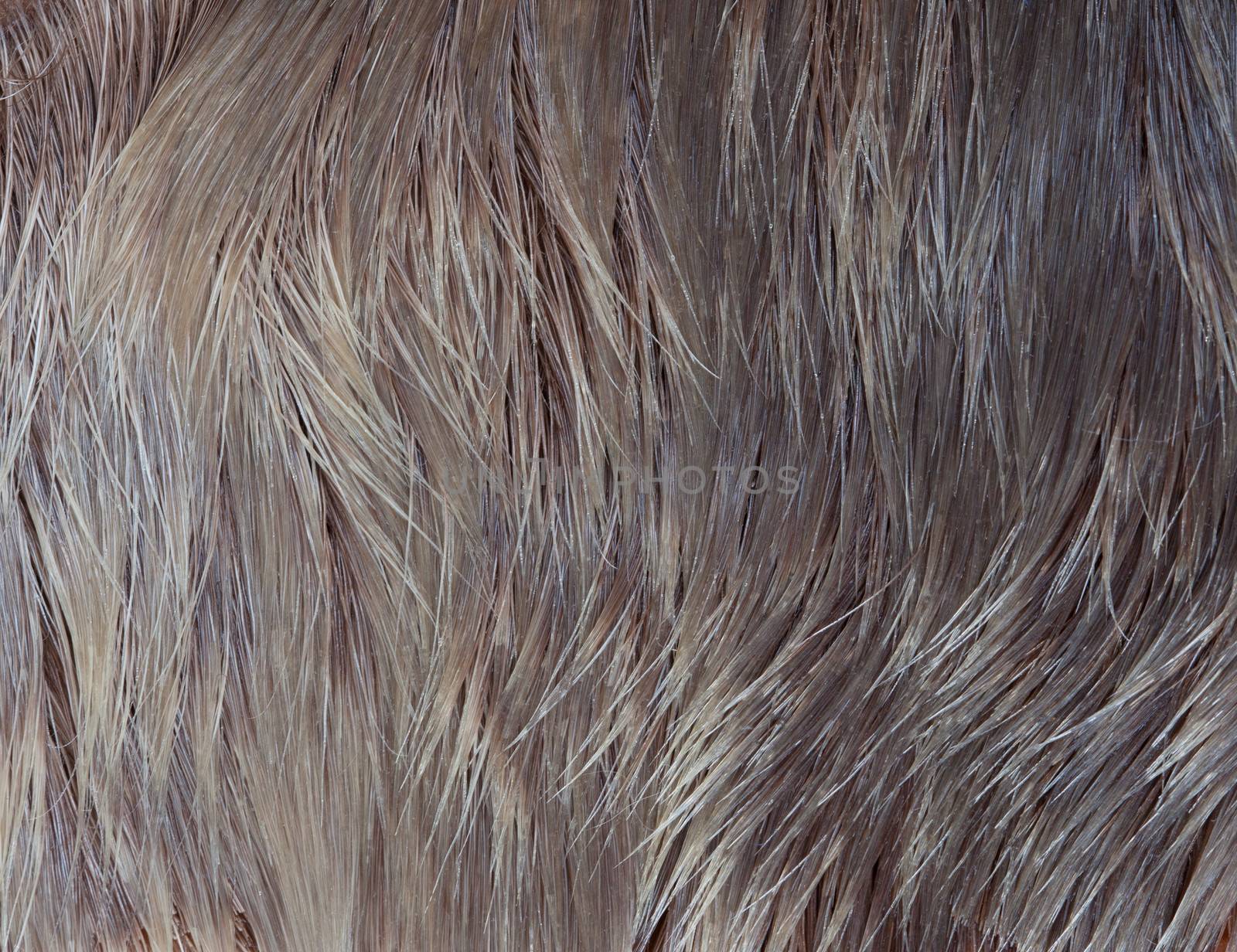 Elk fur close-up. brown, yellow, gray, silver color. 