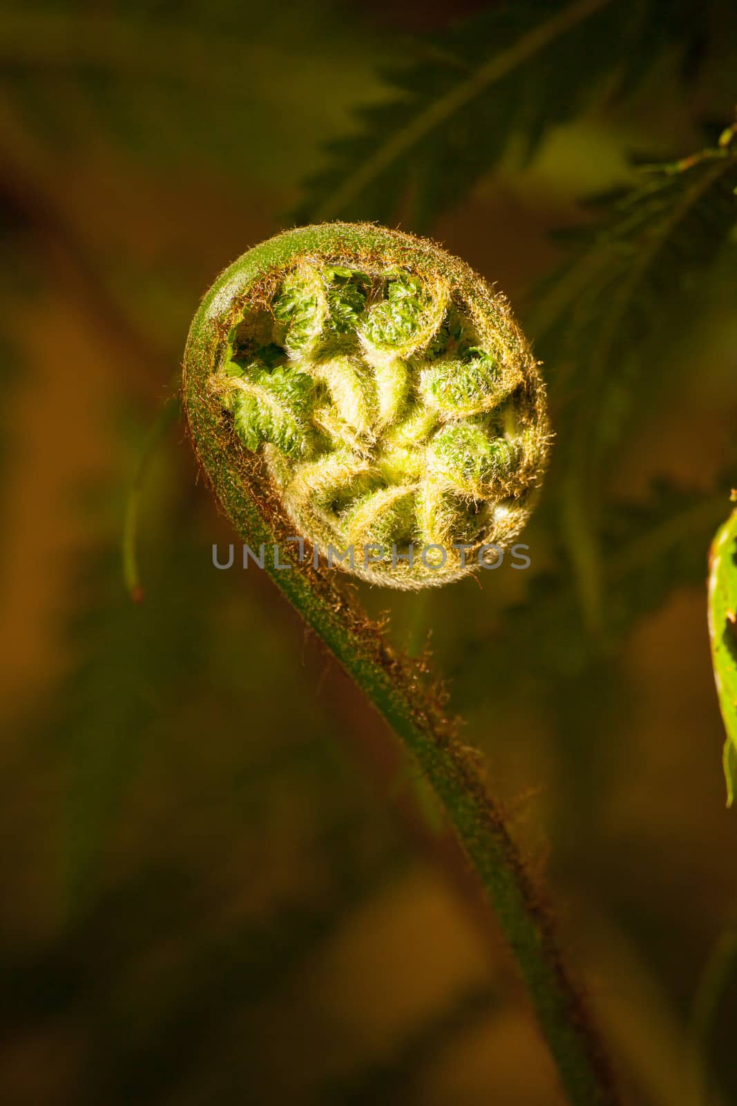 Newly formed fern leaf in the process of rolling out.