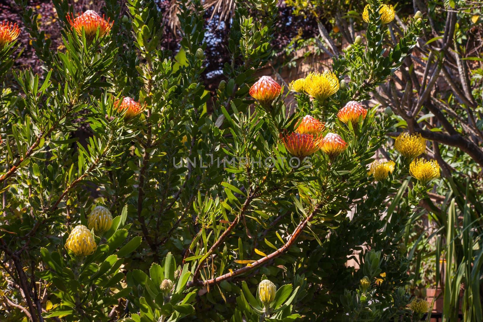 Different colors of Pincushion (Leucospermum cordifolium) in bloom.