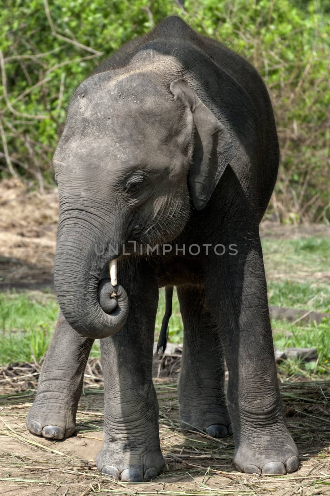 Asian elephant, calf, in captivity,  Nepal