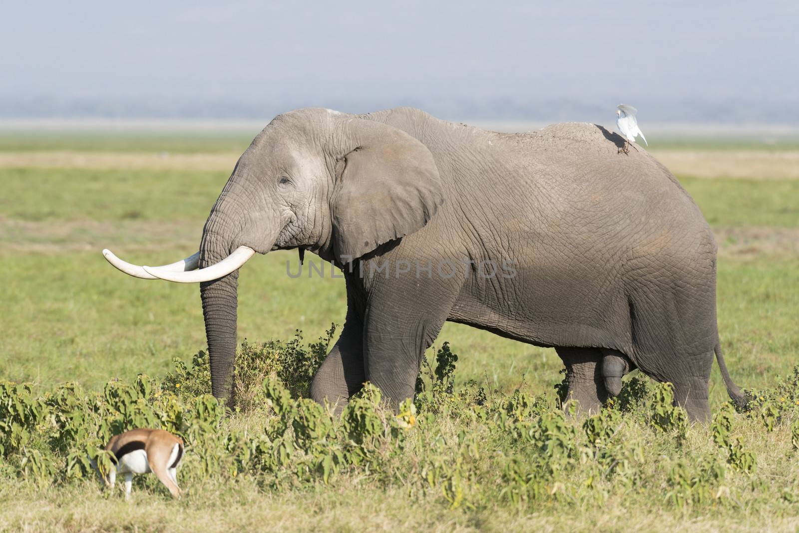 African elephant, male, Amboseli National Park, Kenya