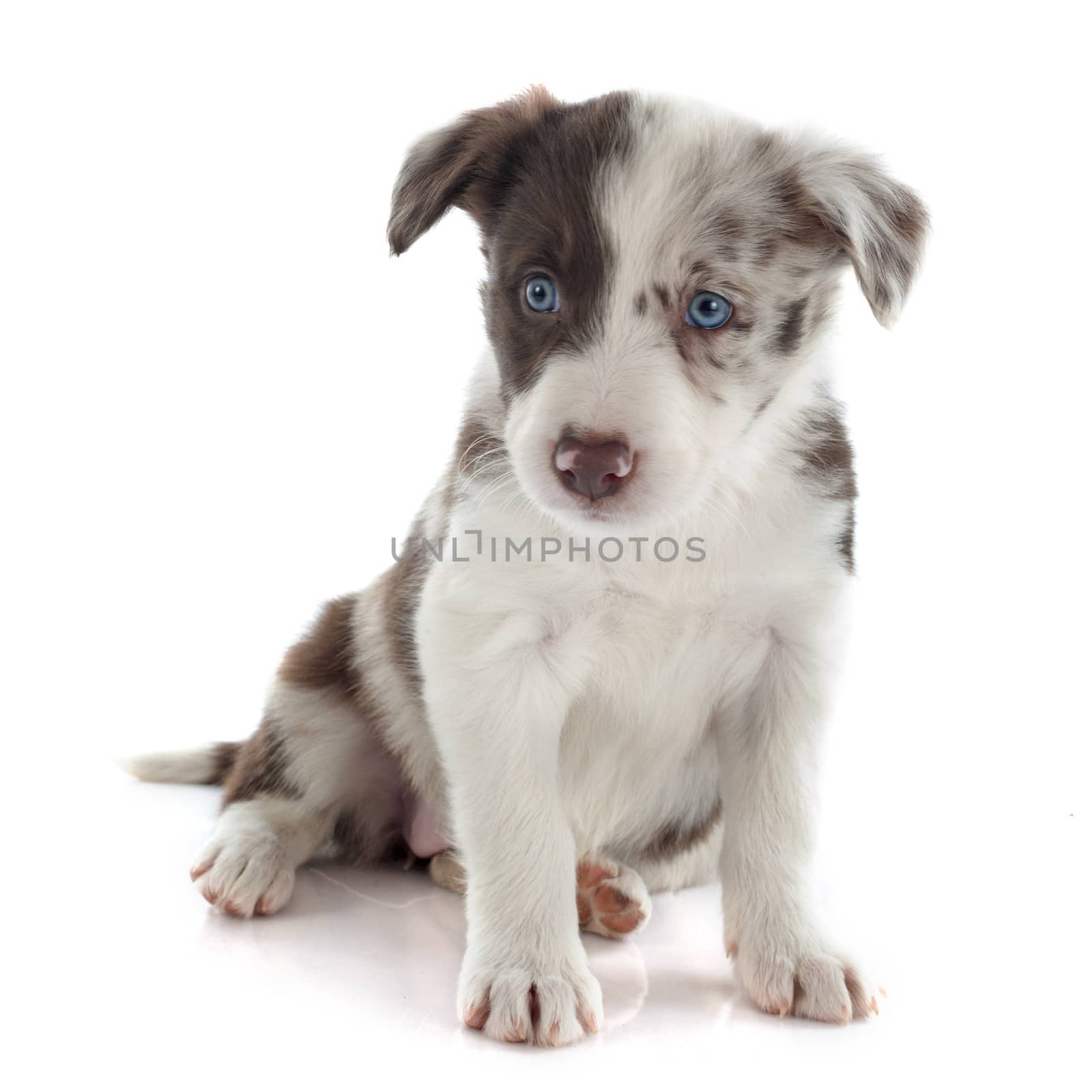 portrait of puppy border collie in front of white background