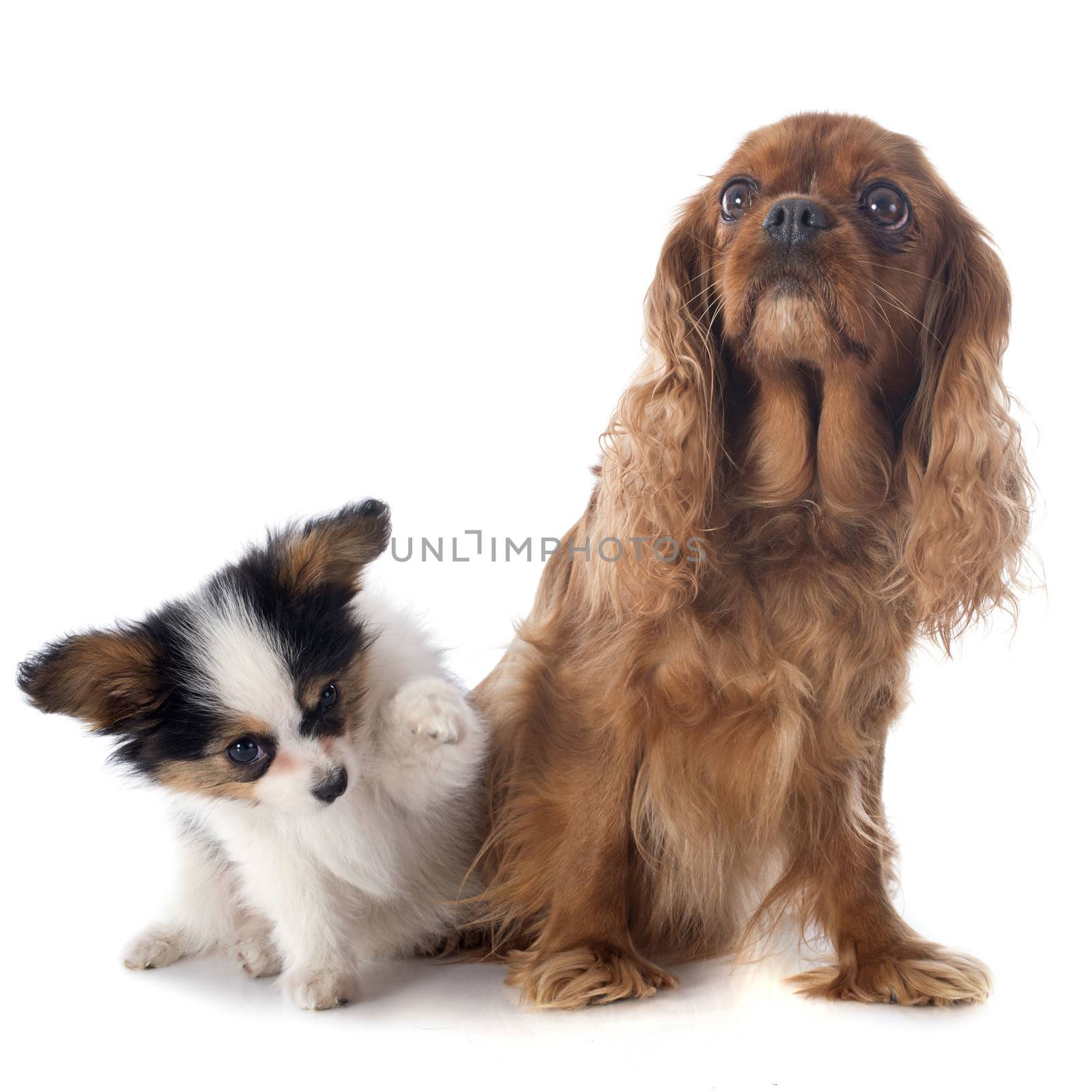 papillon puppy and cavalier king charles by cynoclub