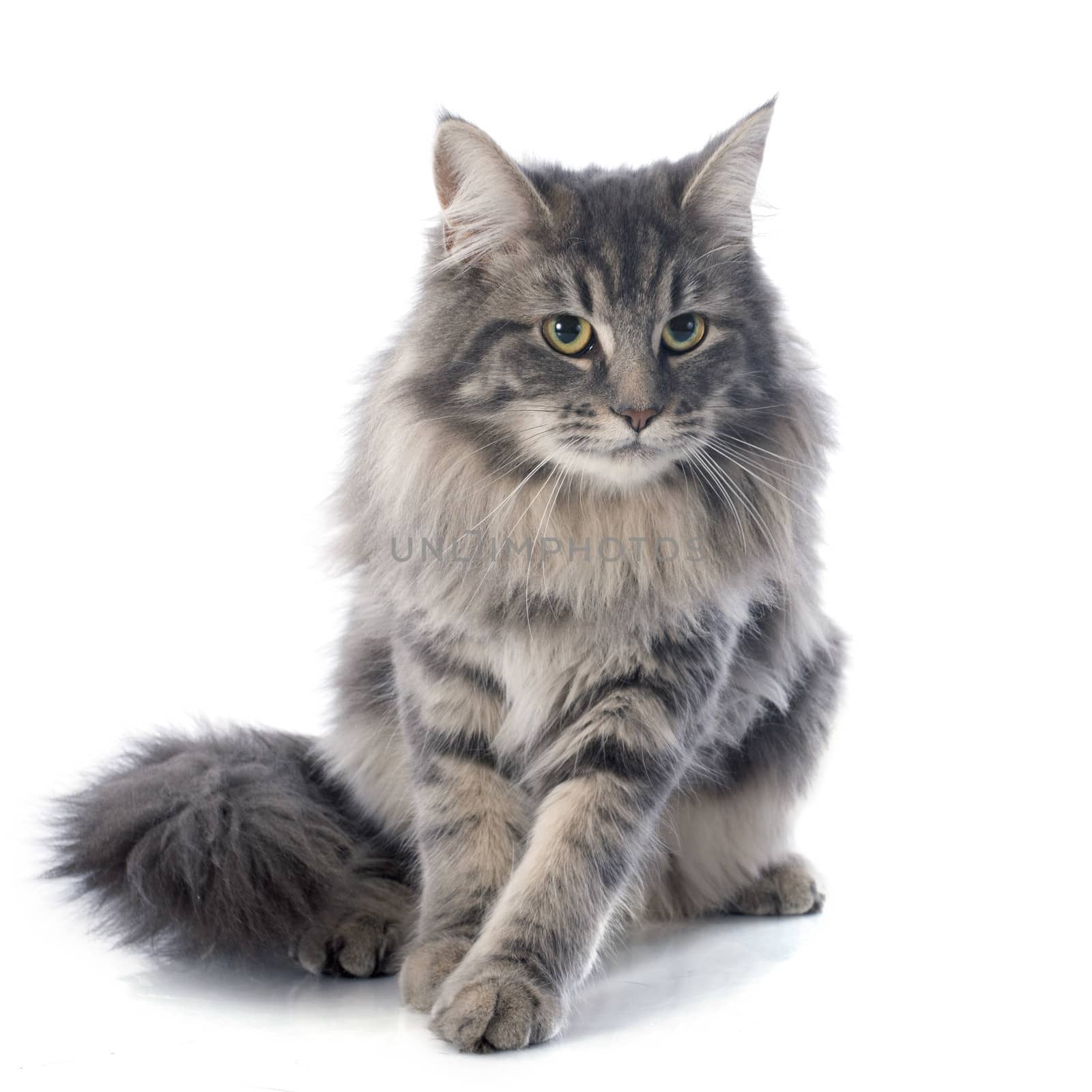 maine coon cat by cynoclub