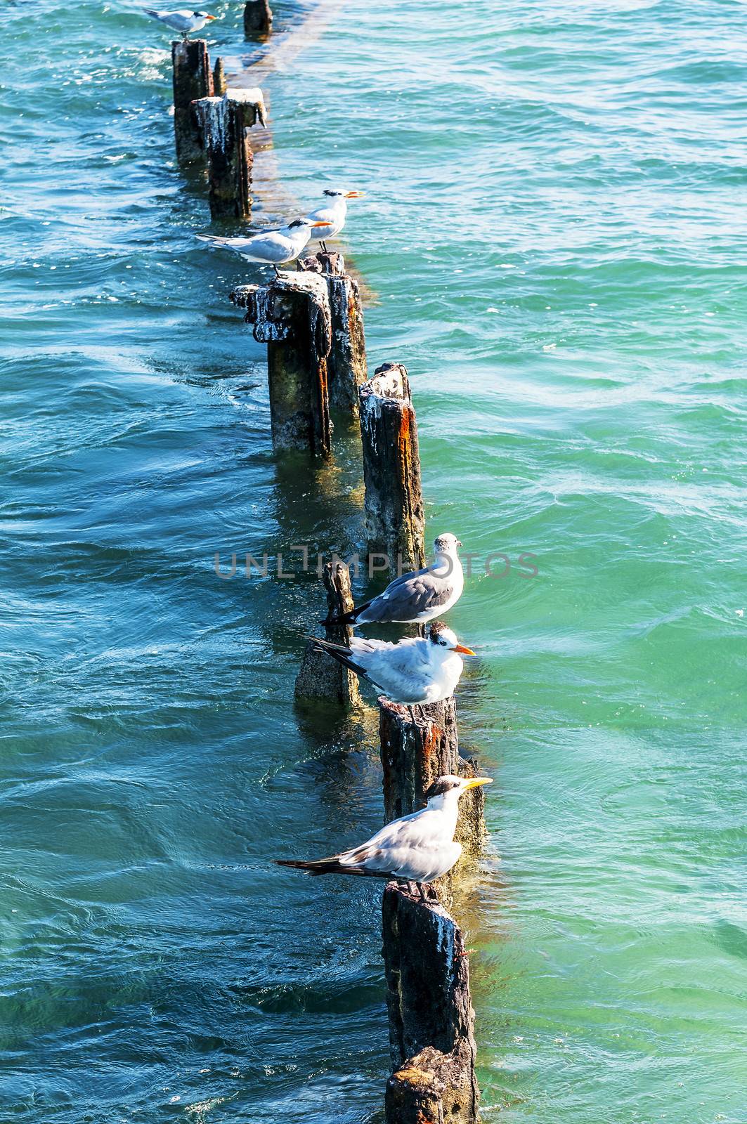 wild seagulls by ventdusud