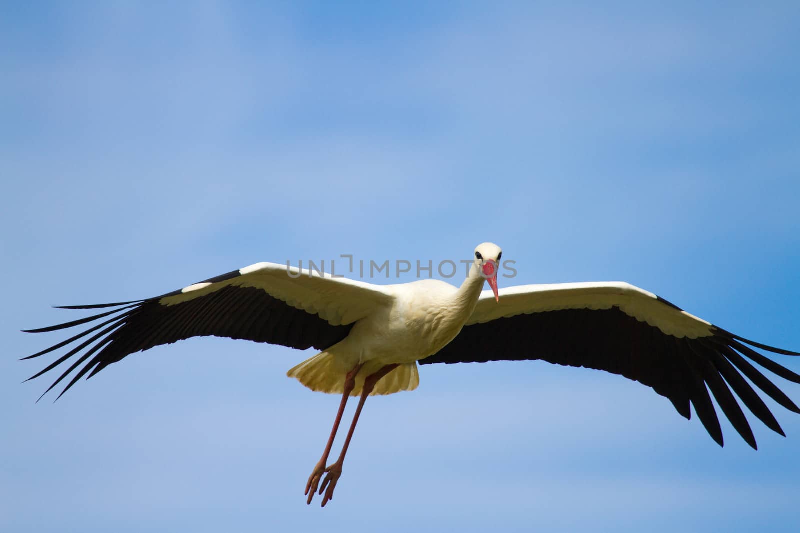 Stork Flying in the Sky with Wings Spread