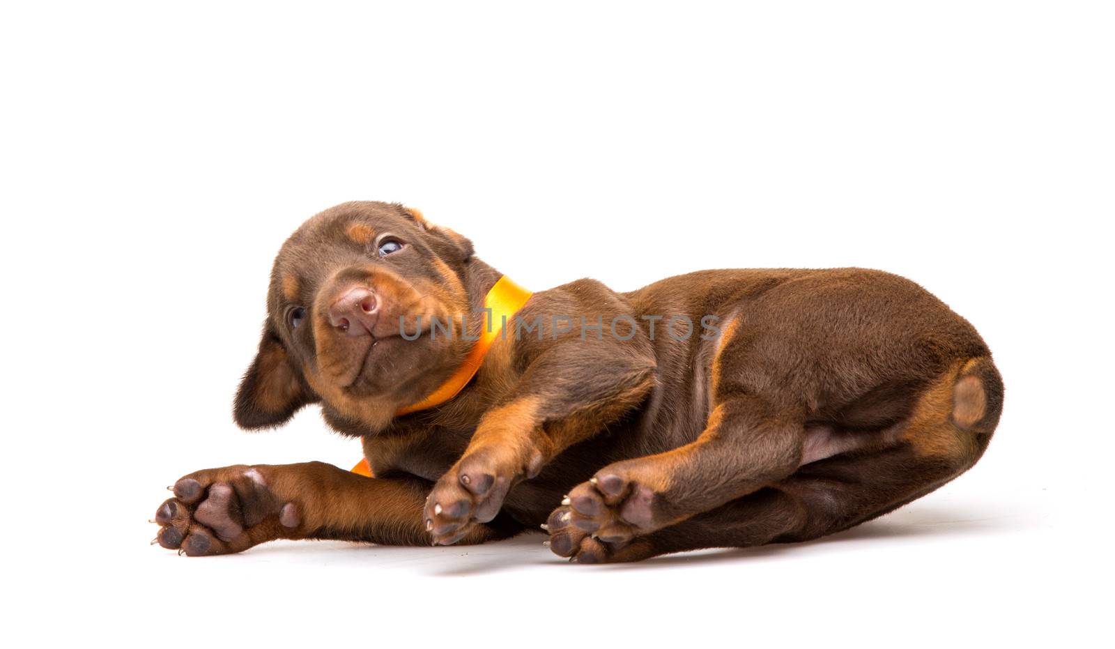 Funny puppy sleeping upside down isolated on white background