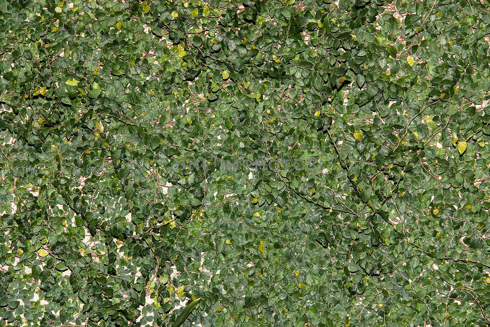 leaves on the wall background with green leaves