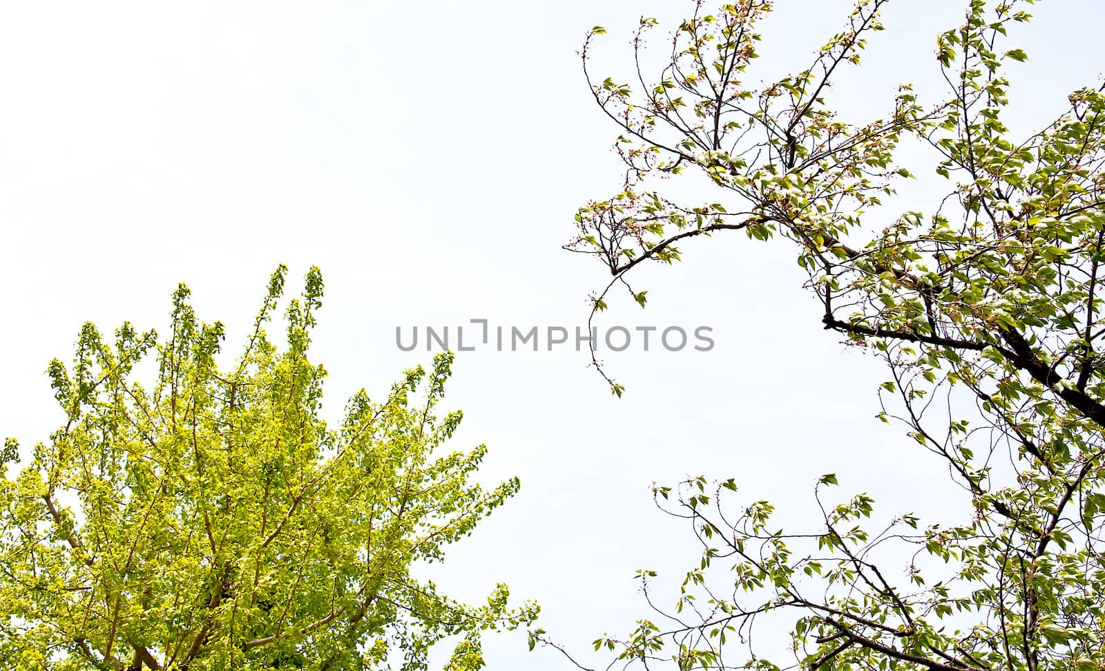 Sakura branch and flowers blooming blossom on sky background