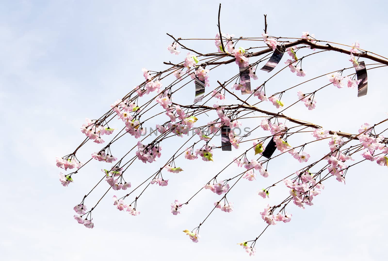 Sakura branch  by Theeraphon