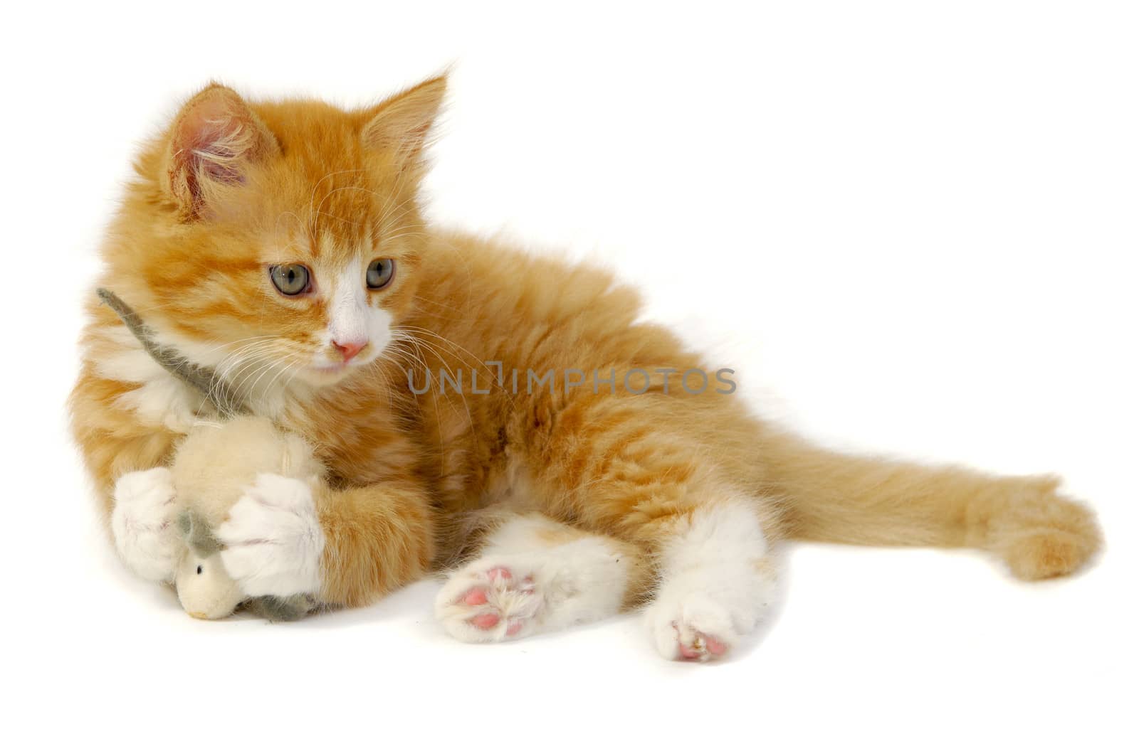 Sweet cat kitten is playing wity toy mouse