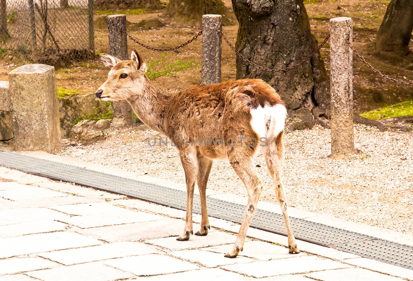 Deer staring ahead with apparent interest.