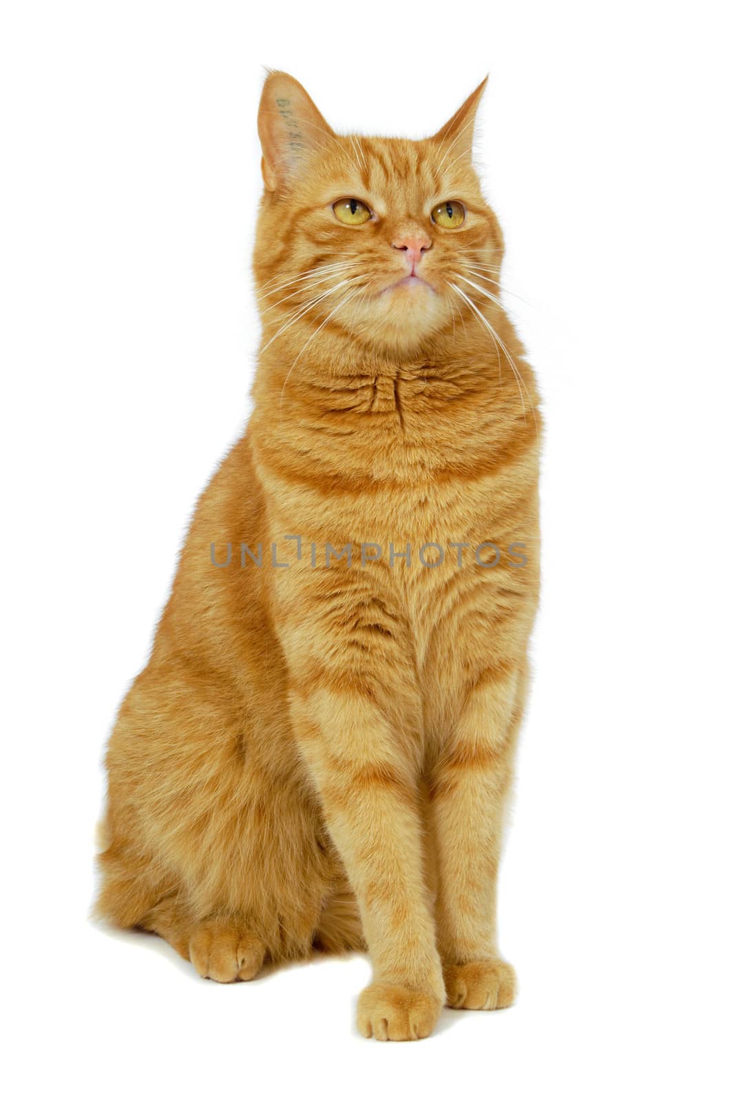 Red cat sitting on a white background