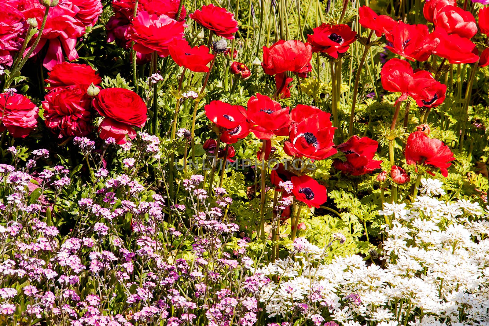 Red flowers. by Theeraphon